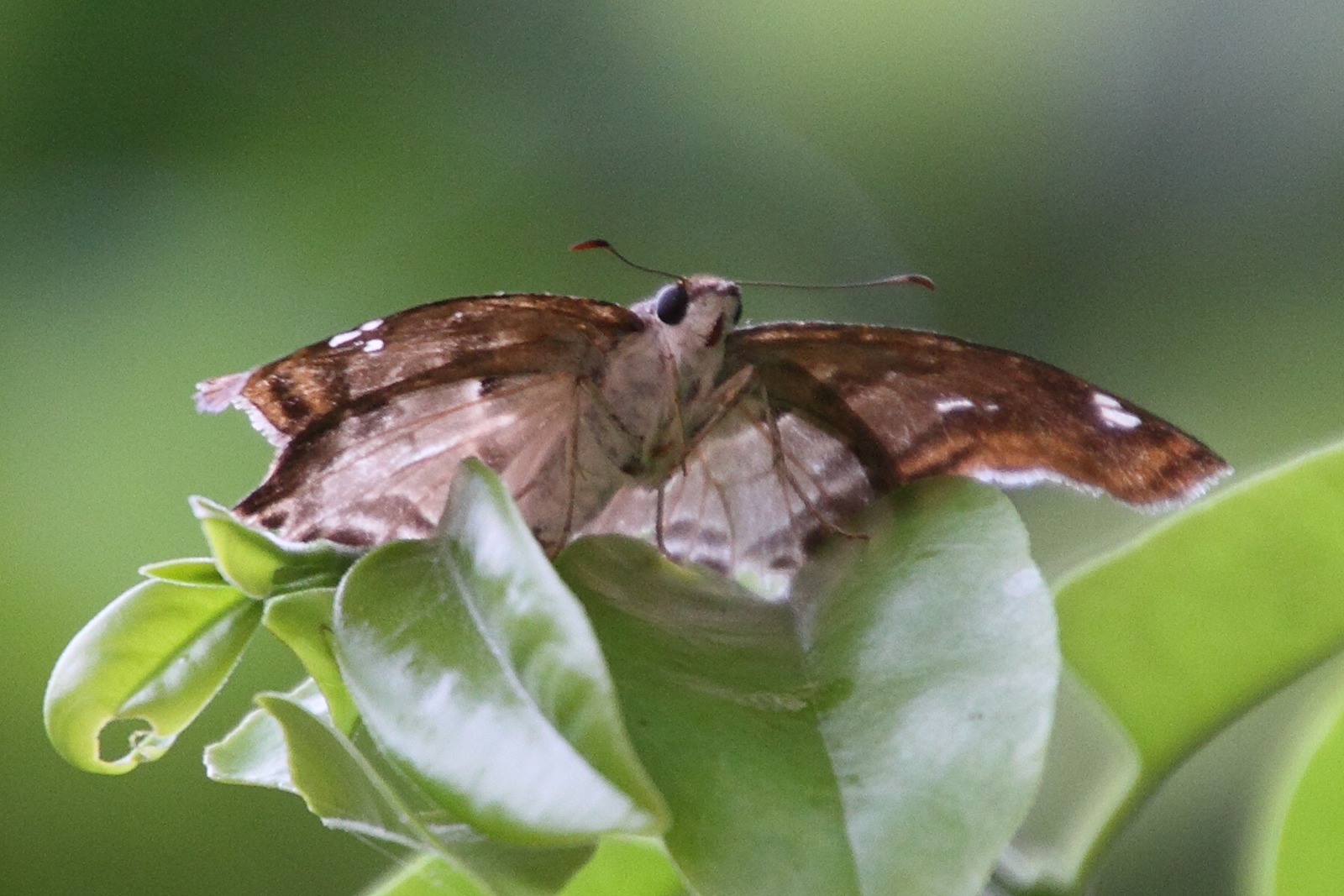 odontophillum_angulatamd