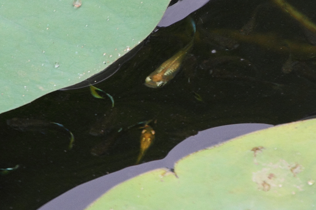 Afficher le média oryzias_minutillus1md oryzias_minutillus1md