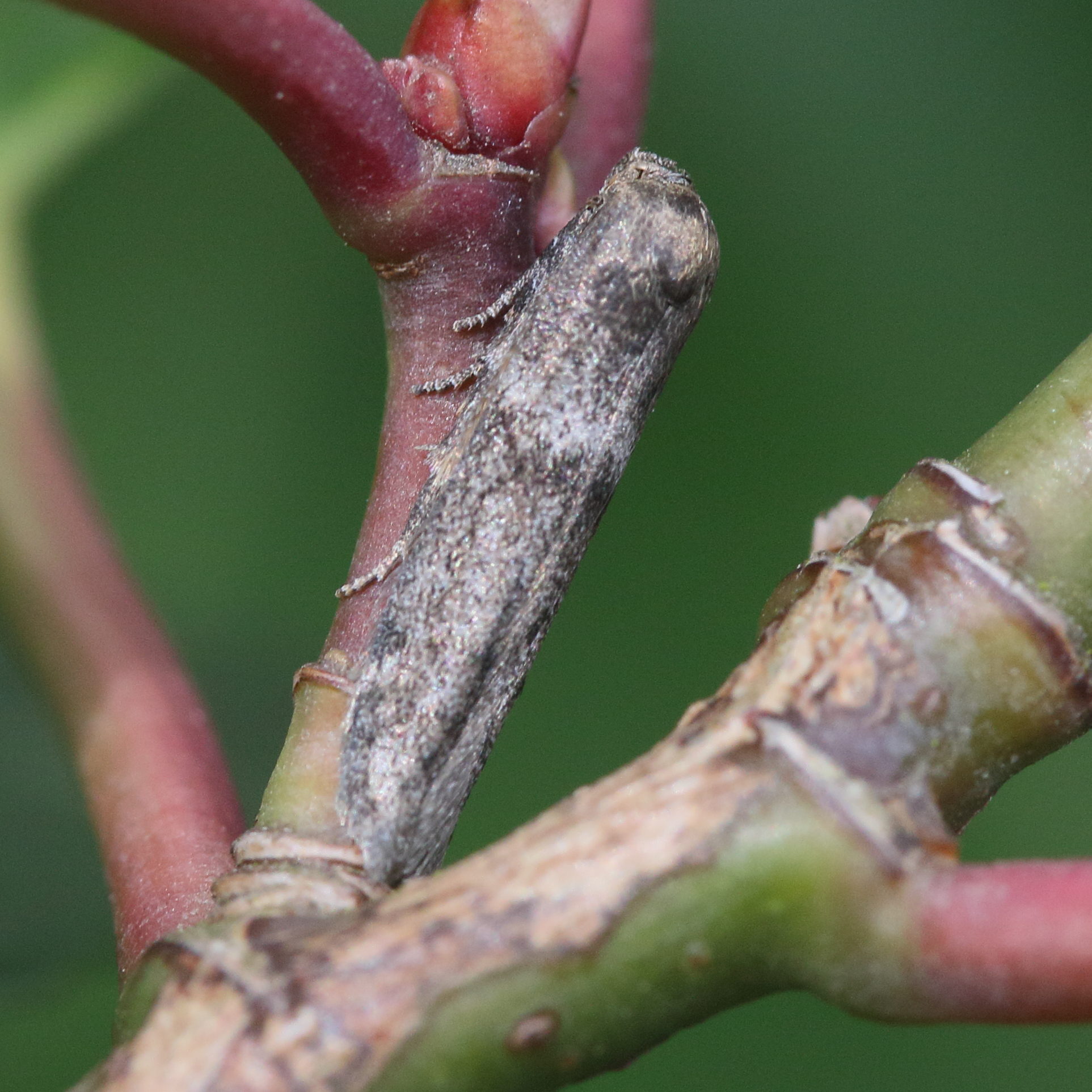 Afficher le média blastobasis_phycidella2md blastobasis_phycidella2md