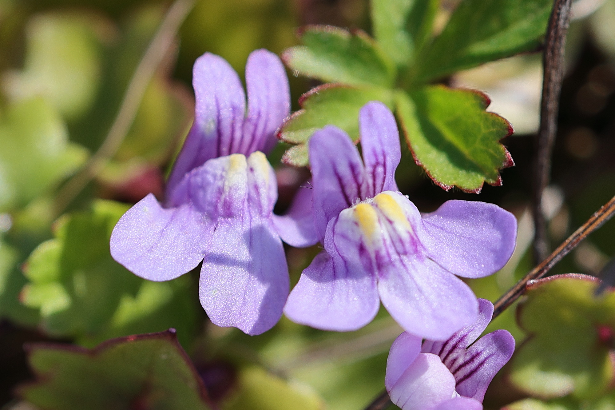 Afficher le média cymbalaria_muralis5md cymbalaria_muralis5md
