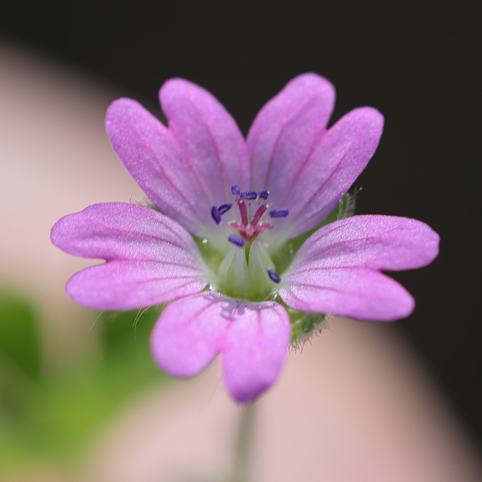 Afficher le média geranium_molle4md geranium_molle4md