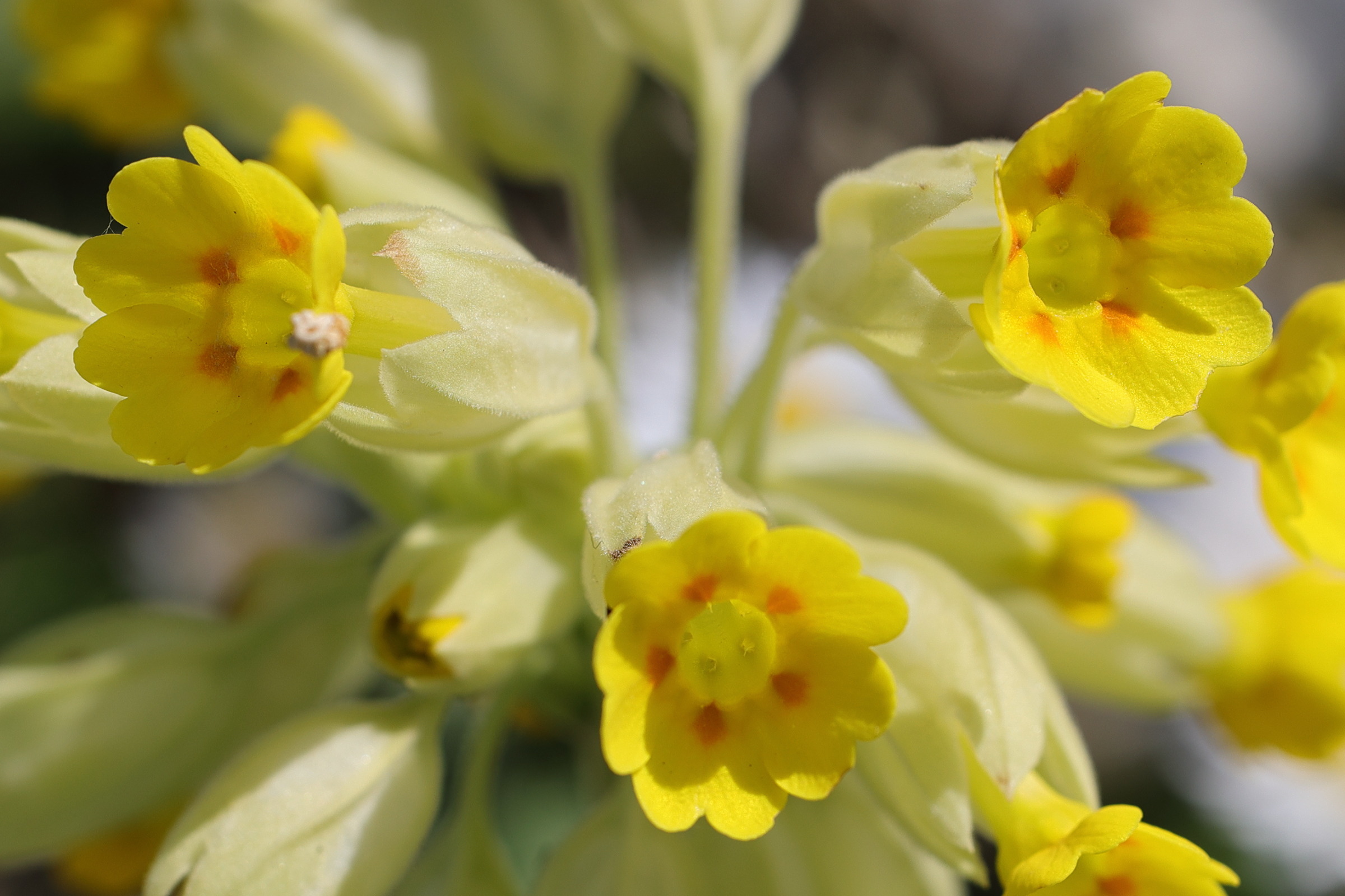 Afficher le média primula_veris4md primula_veris4md