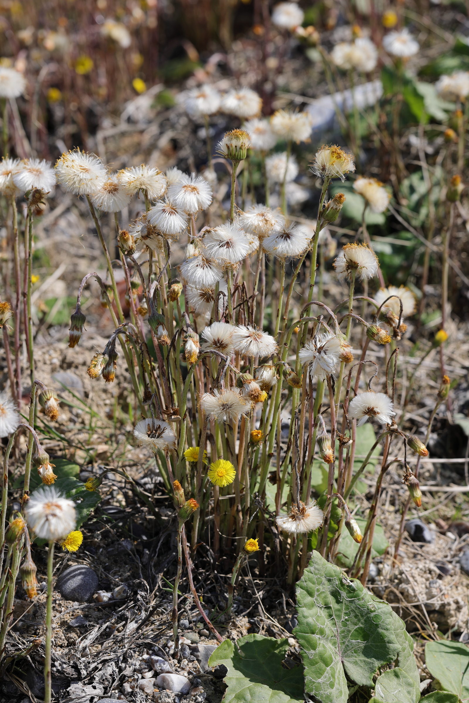 tussilago_farfara7md