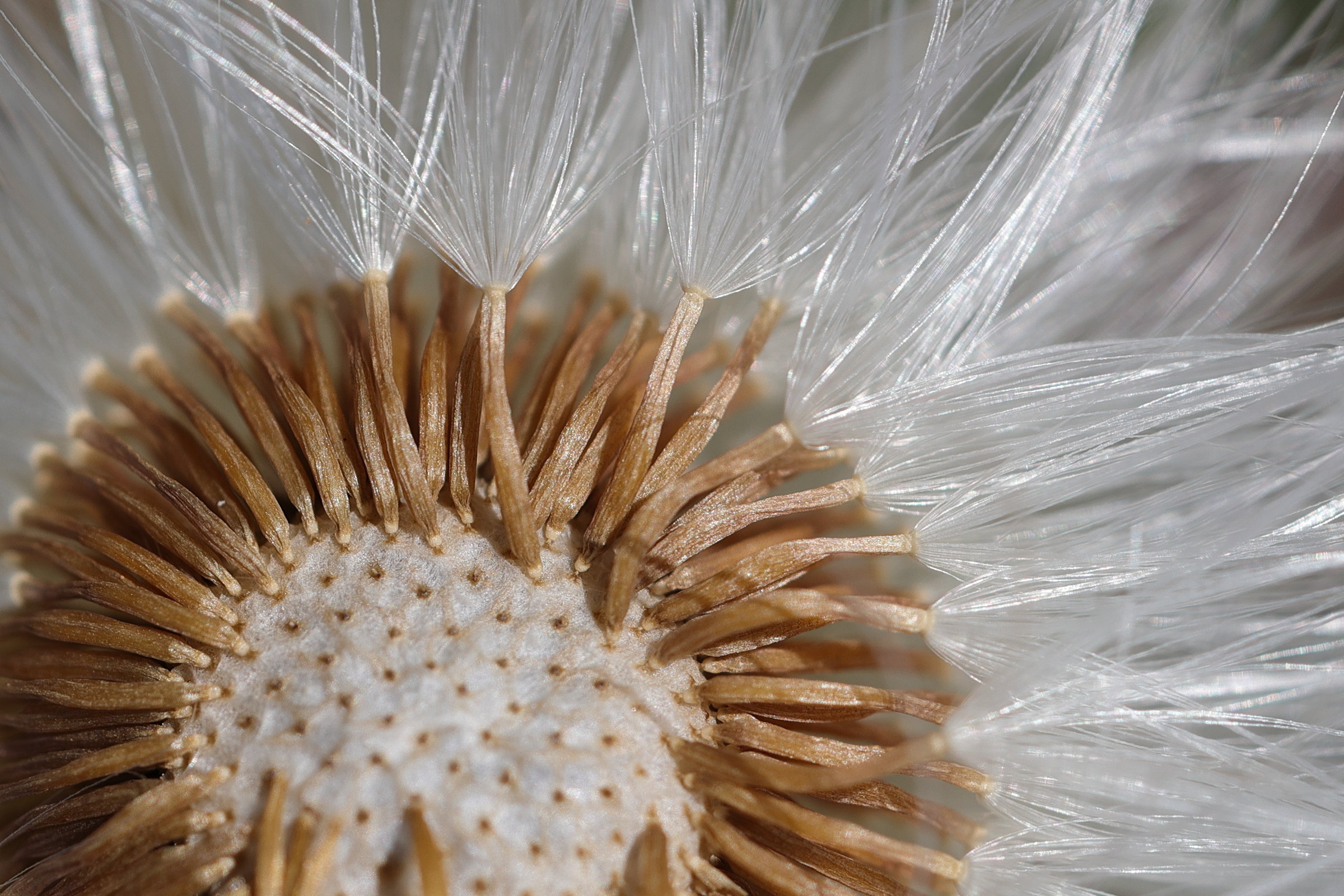 tussilago_farfara8md