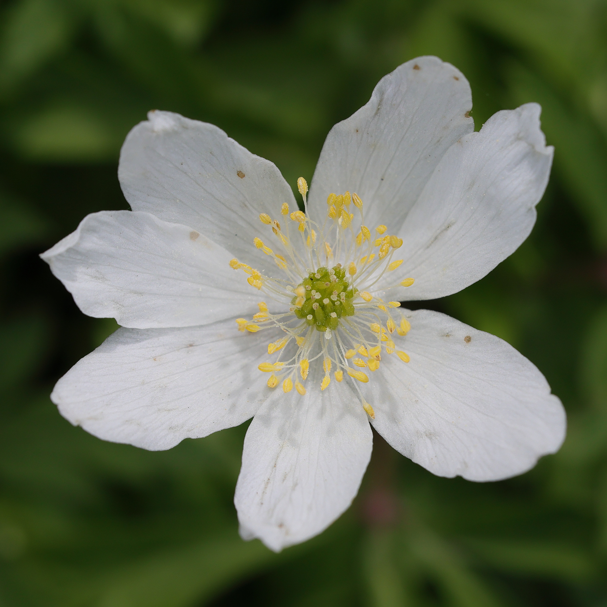 Afficher le média anemone_nemorosa4md anemone_nemorosa4md