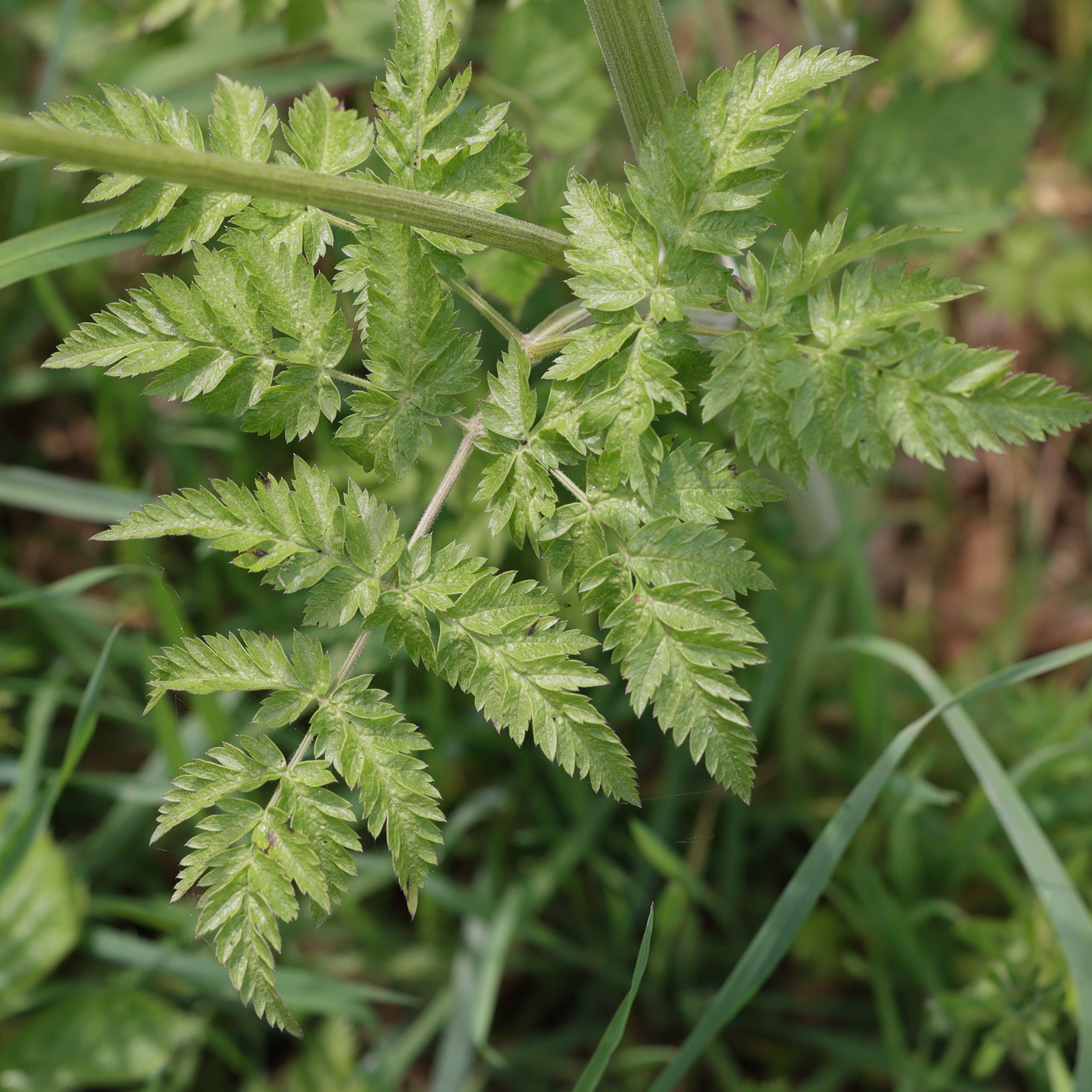 anthriscus_sylvestris5md
