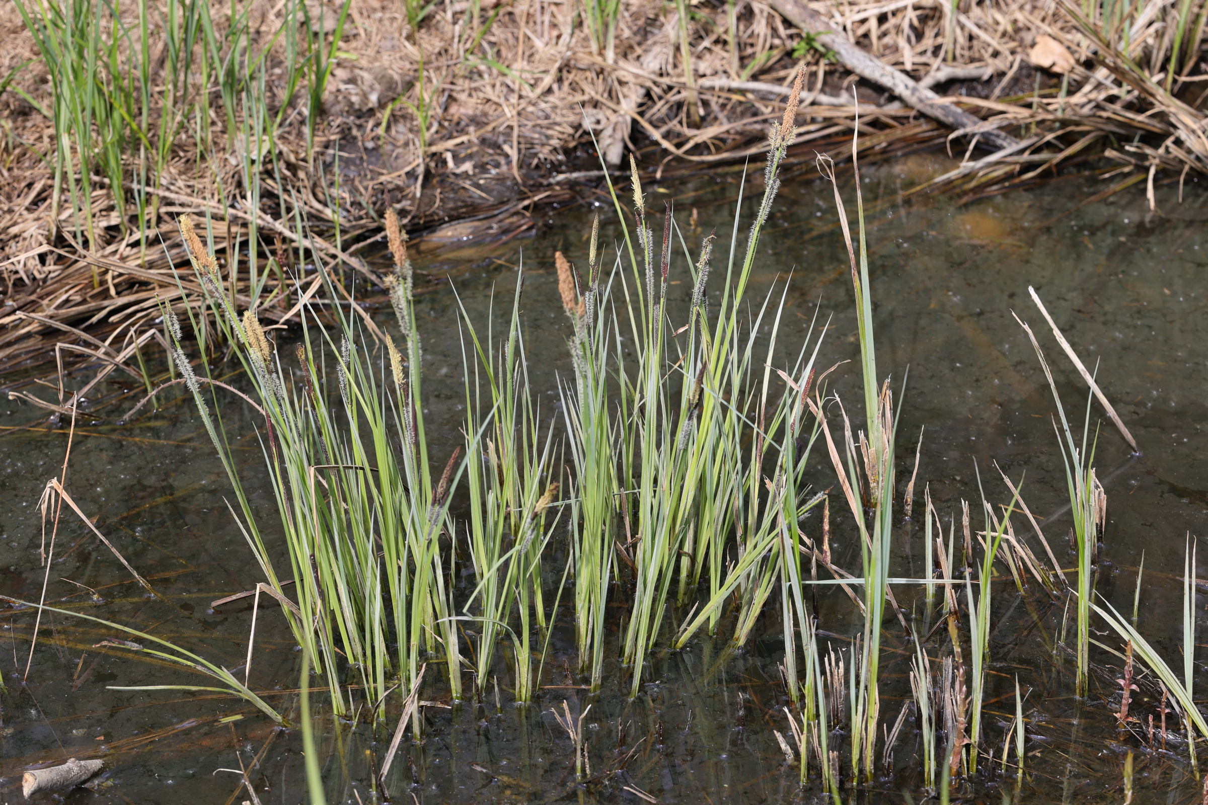 carex_acutiformis1md