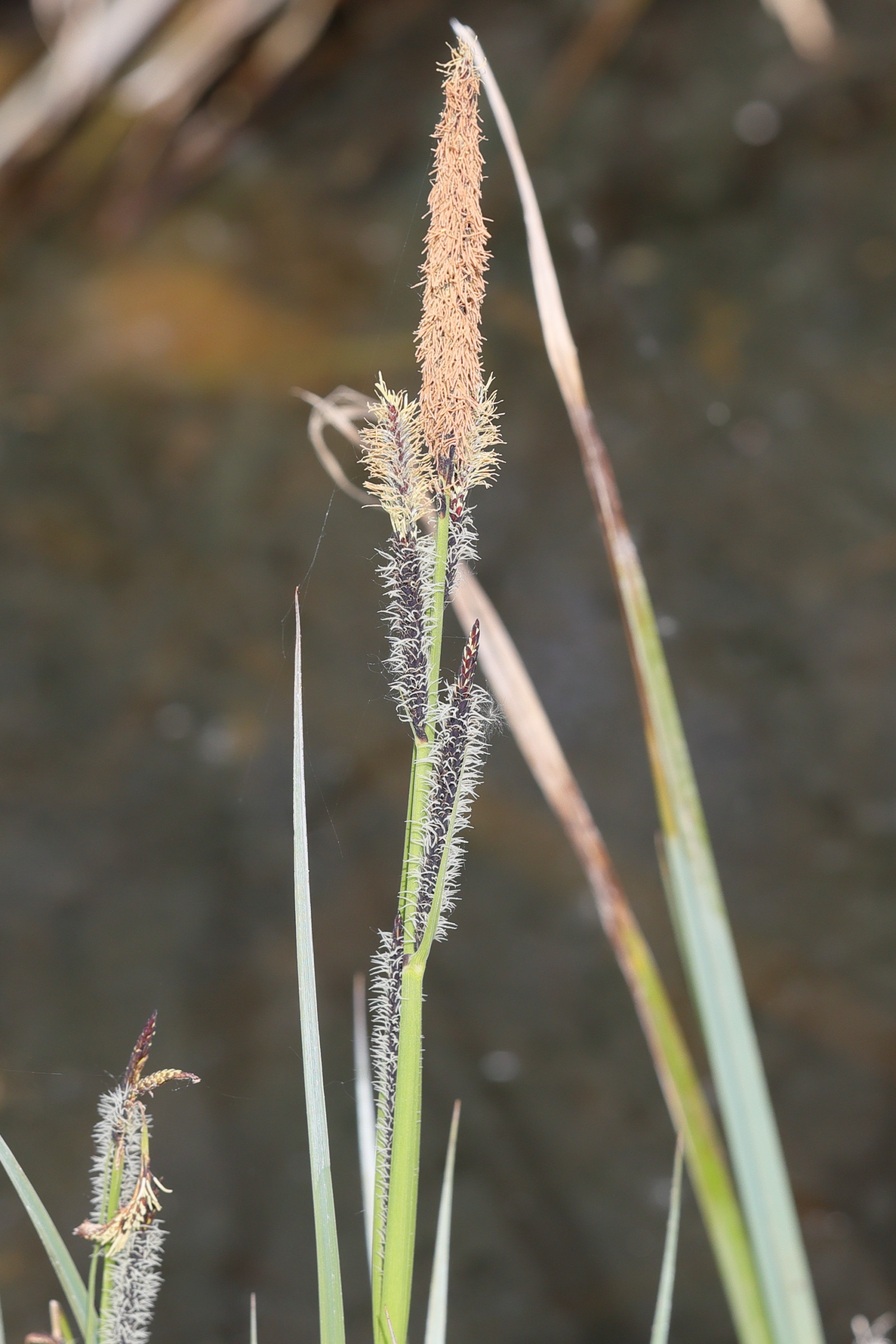 carex_acutiformis2md
