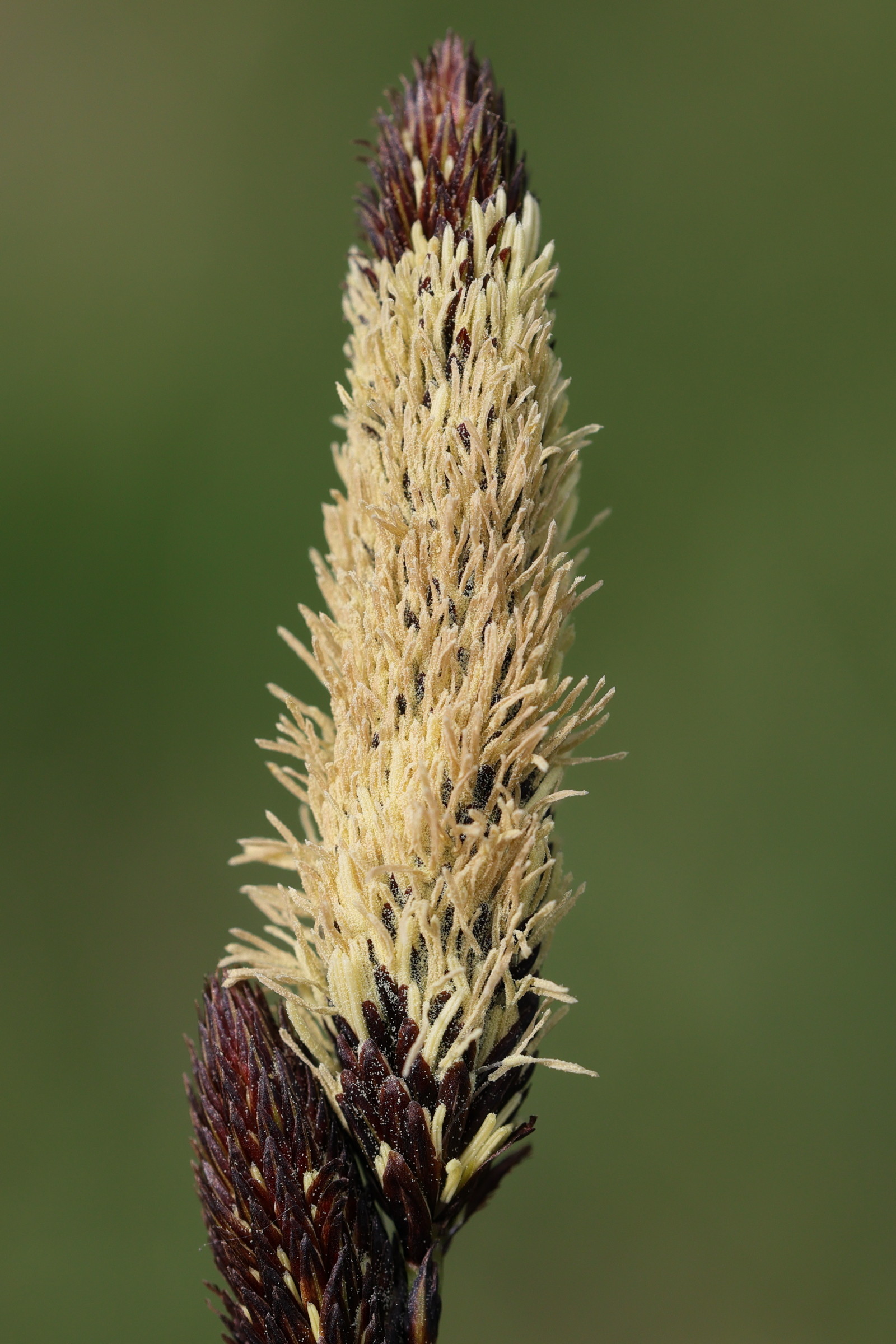 carex_acutiformis3md