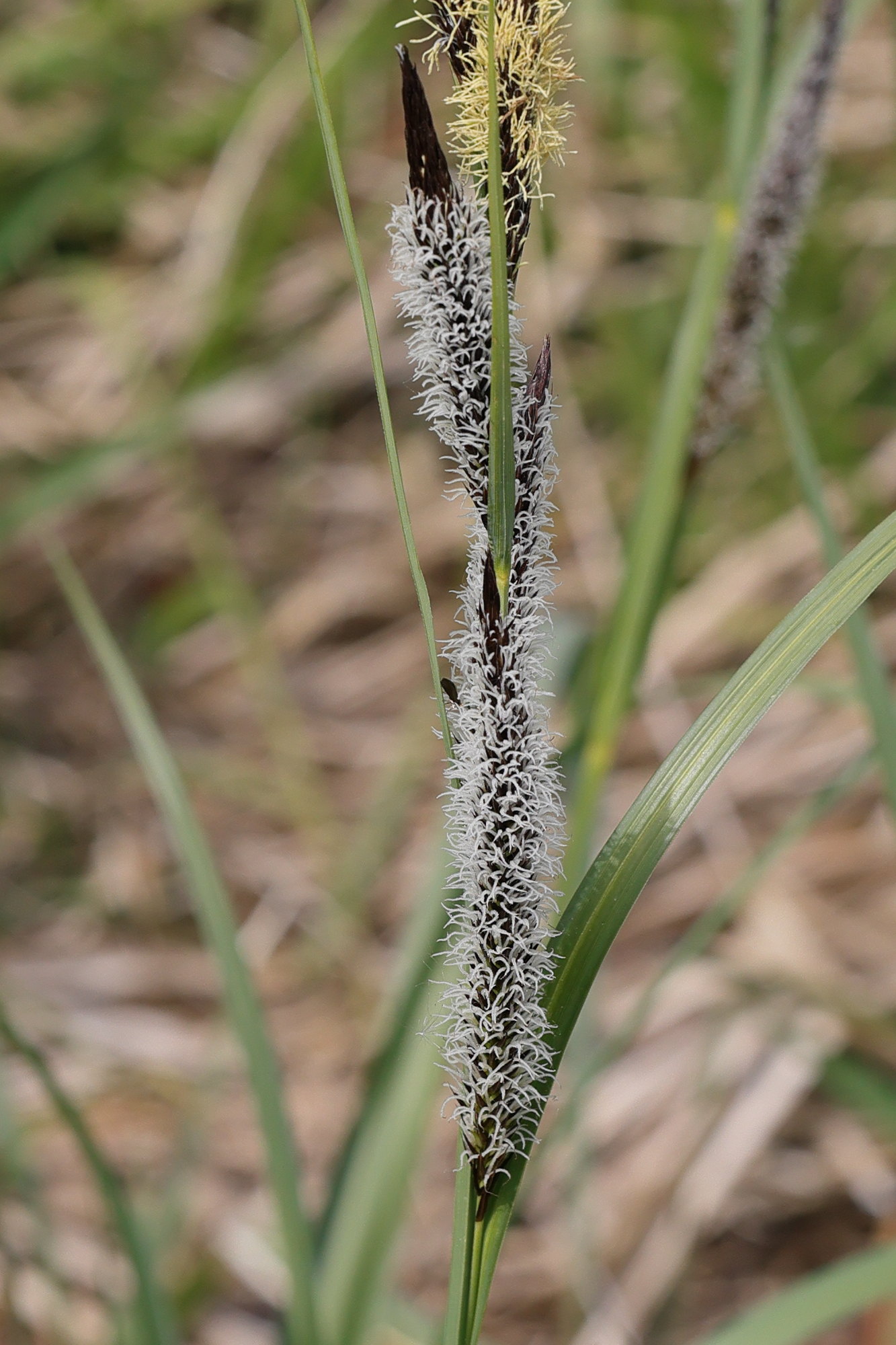 carex_acutiformis4md