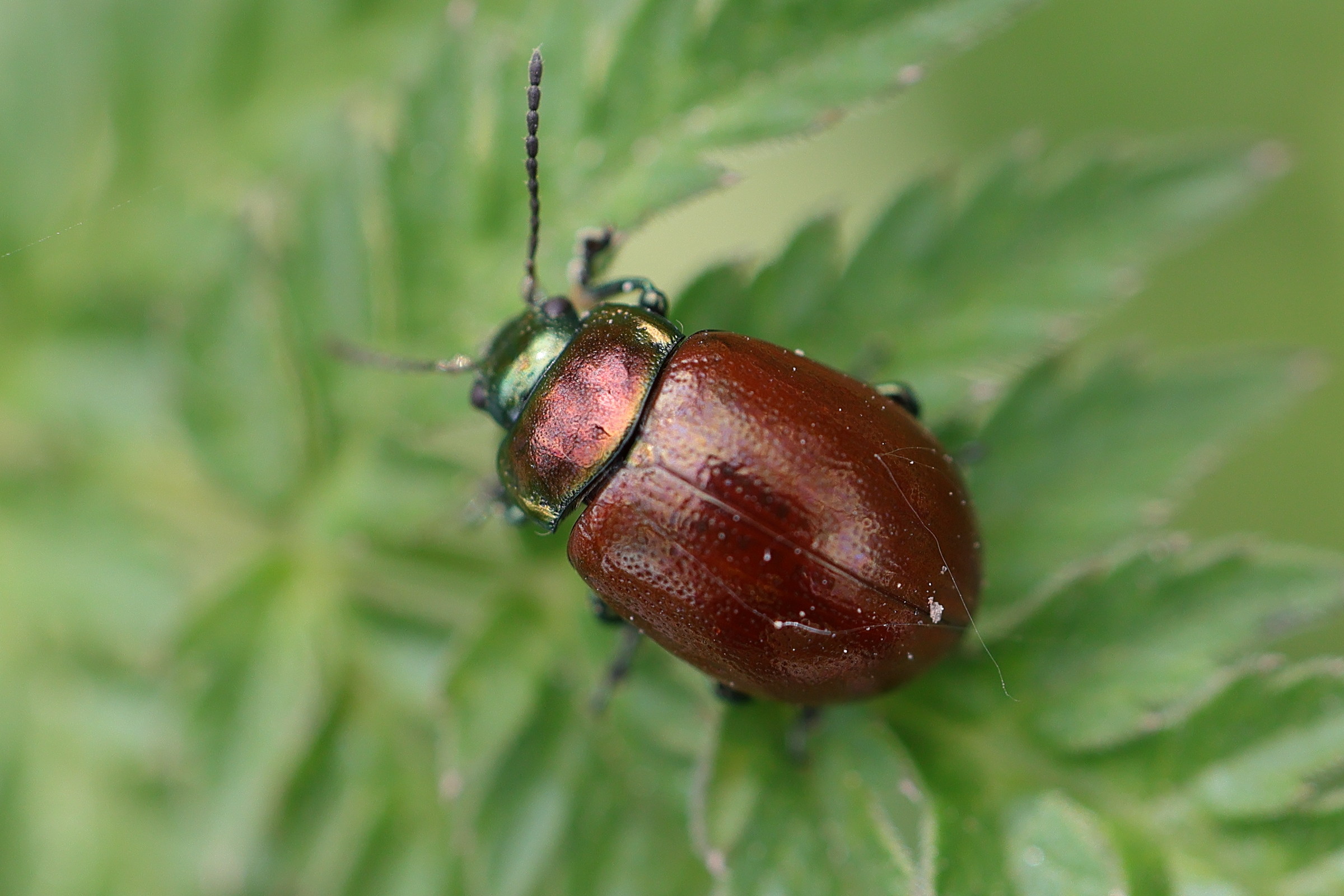 chrysolina_polita6md