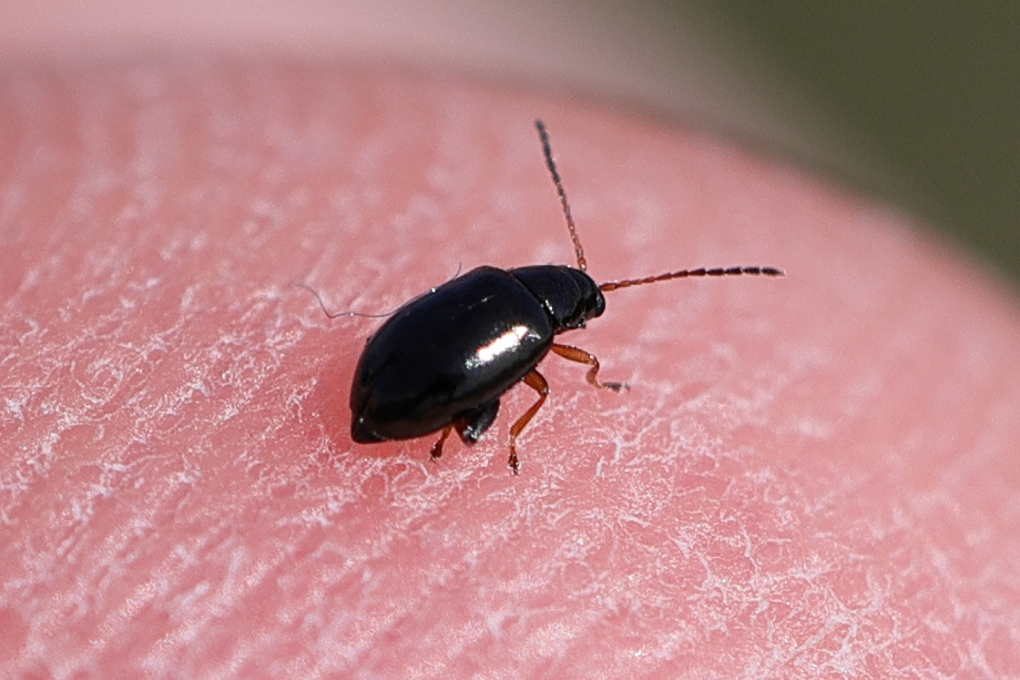 Afficher le média longitarsus_anchusae1md longitarsus_anchusae1md