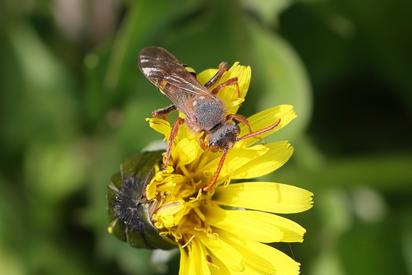 nomada_lathburiana2md