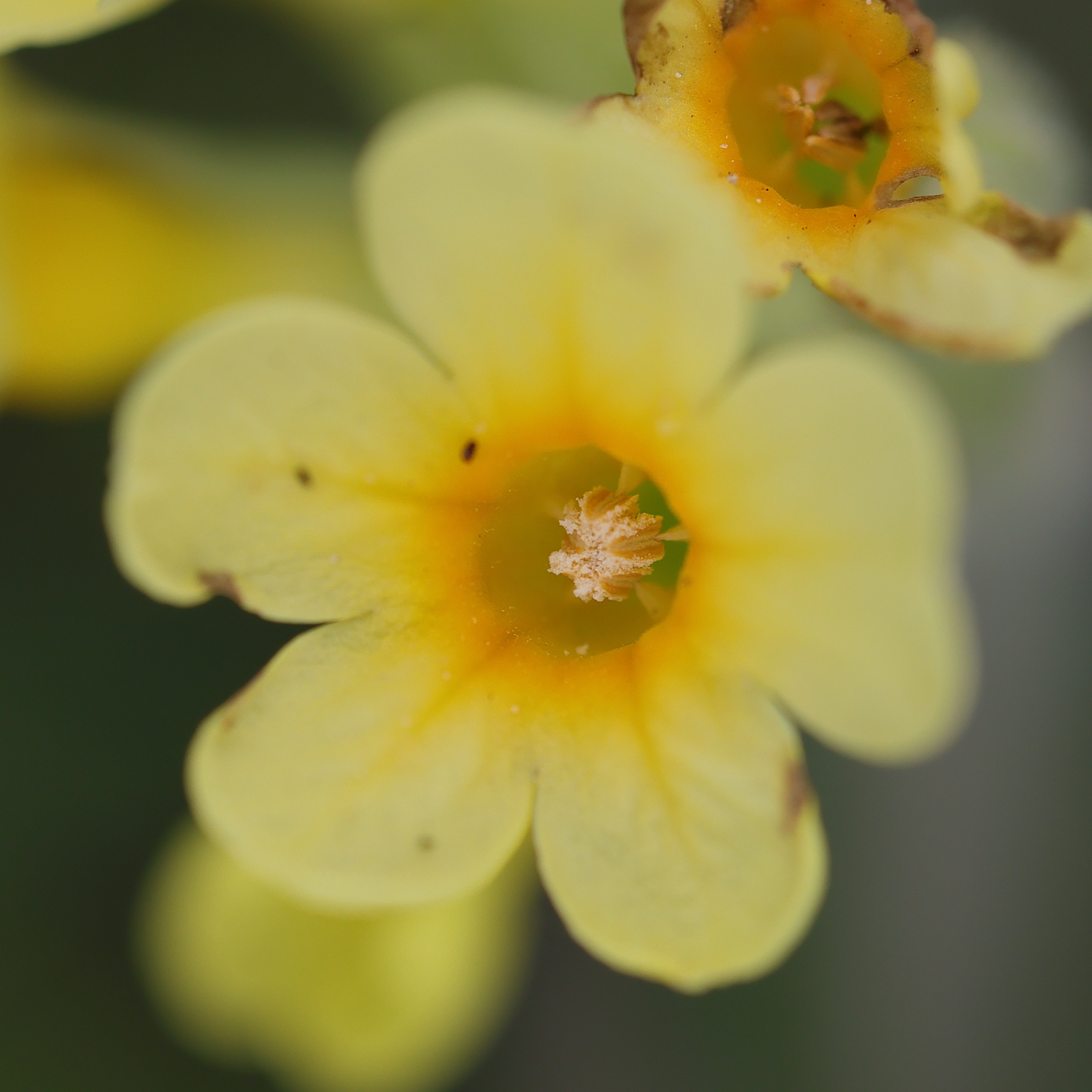 primula_elatior5md