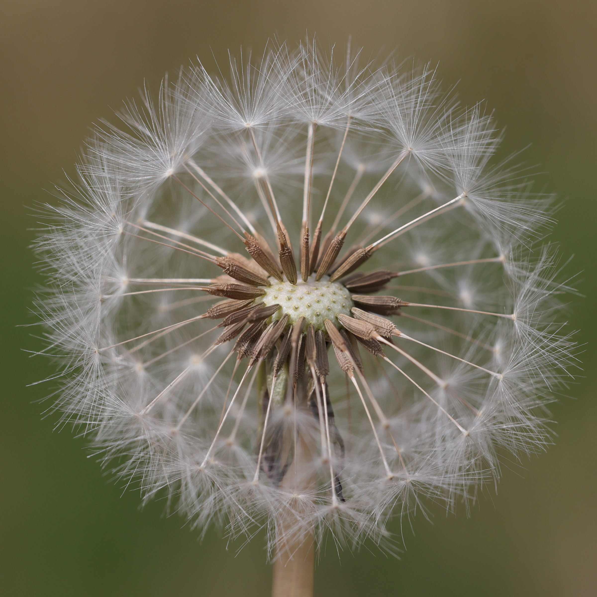 taraxacum_dens-leonis4md