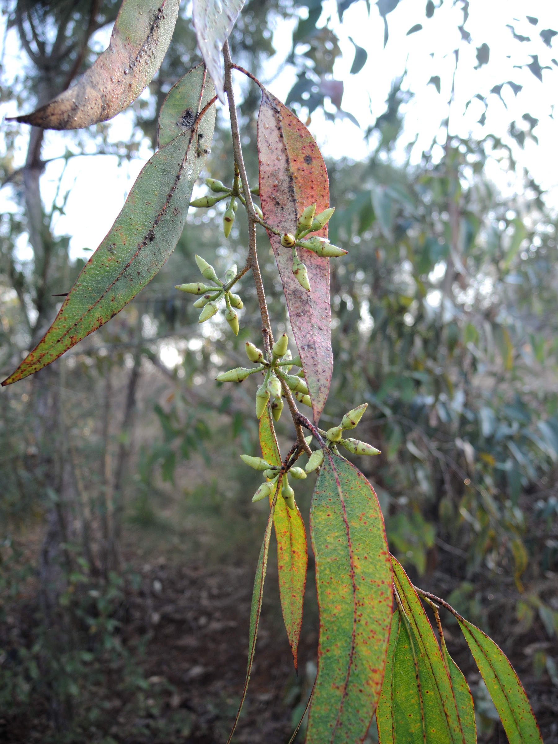 eucalyptus_camaldulensis1md