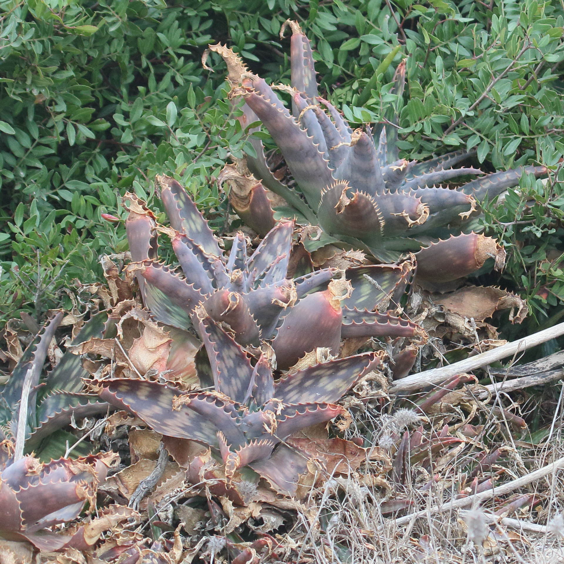 aloe_maculata1md