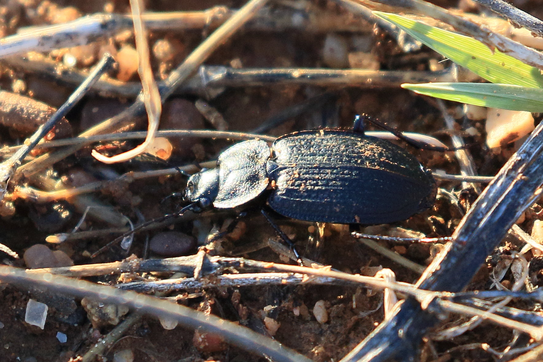 licinus_punctatulus1bd
