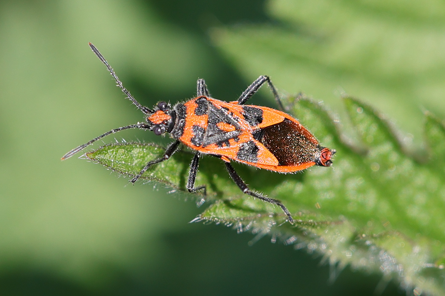 corizus_hyoscyami1md