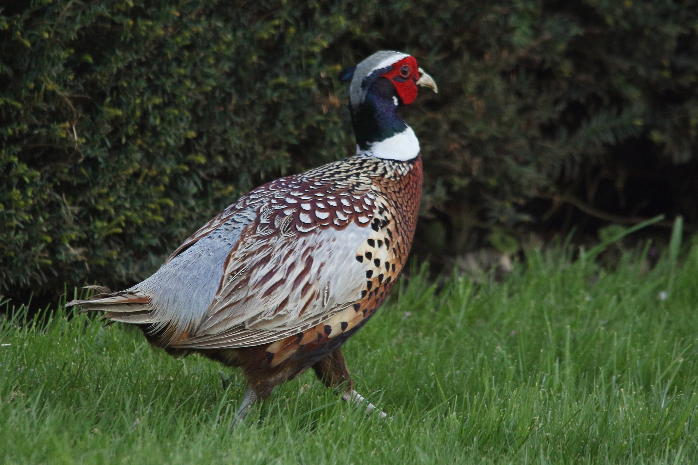 faisan_de_colchide_-_phasianus_colchicus1md