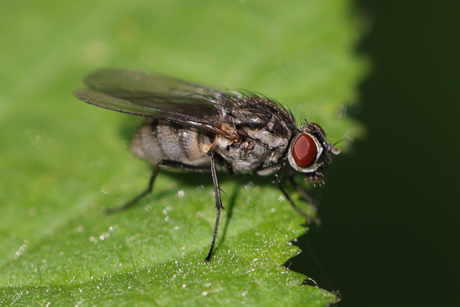 hydrophoria_ruralis1md