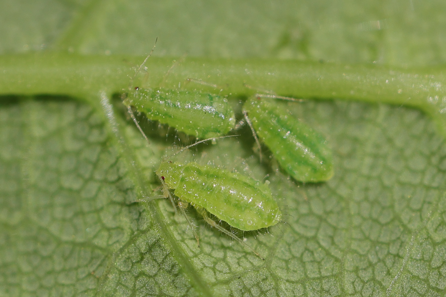 periphyllus_acericola1md