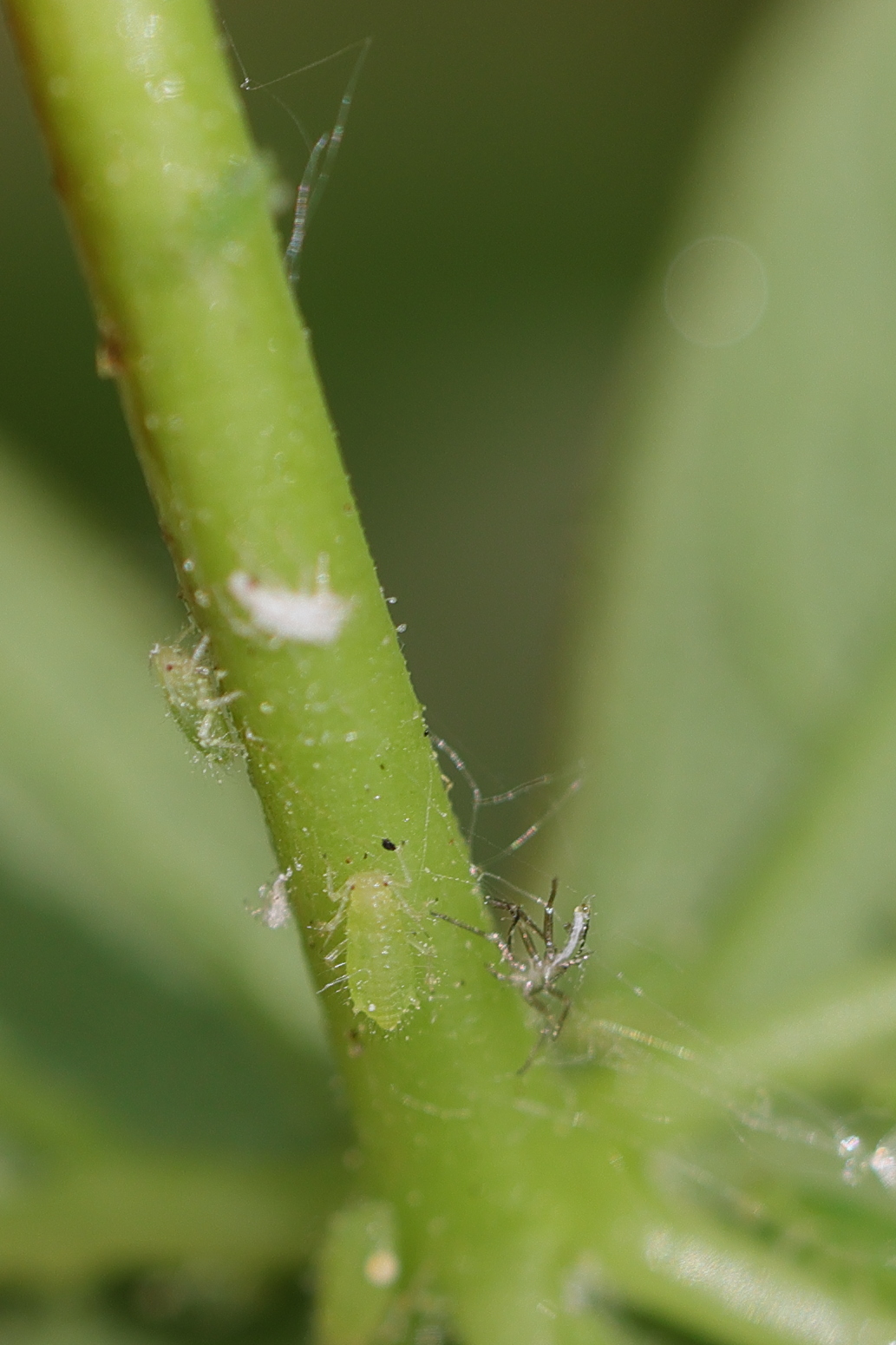 periphyllus_acericola2md