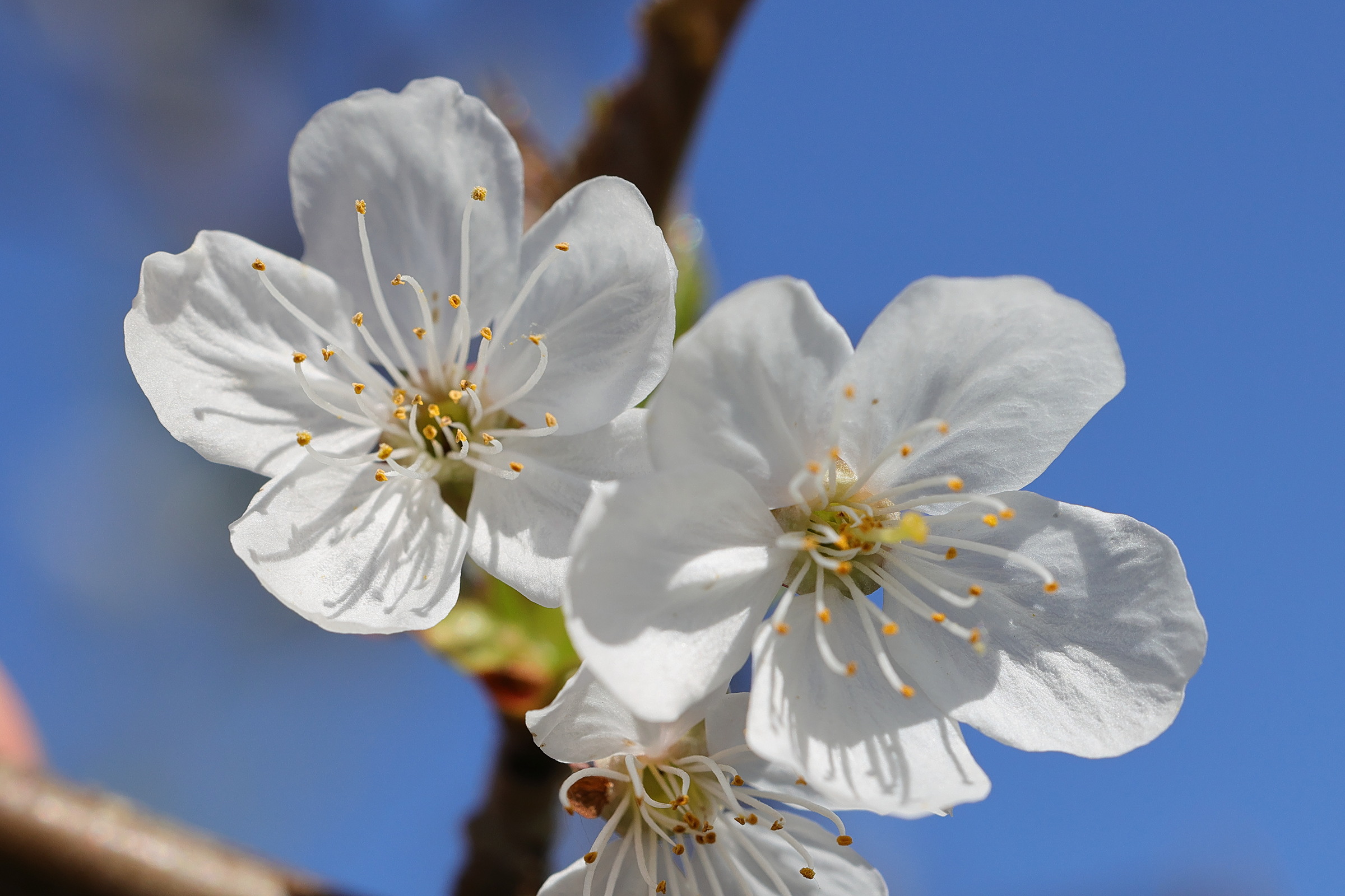 Afficher le média prunus_avium11md prunus_avium11md