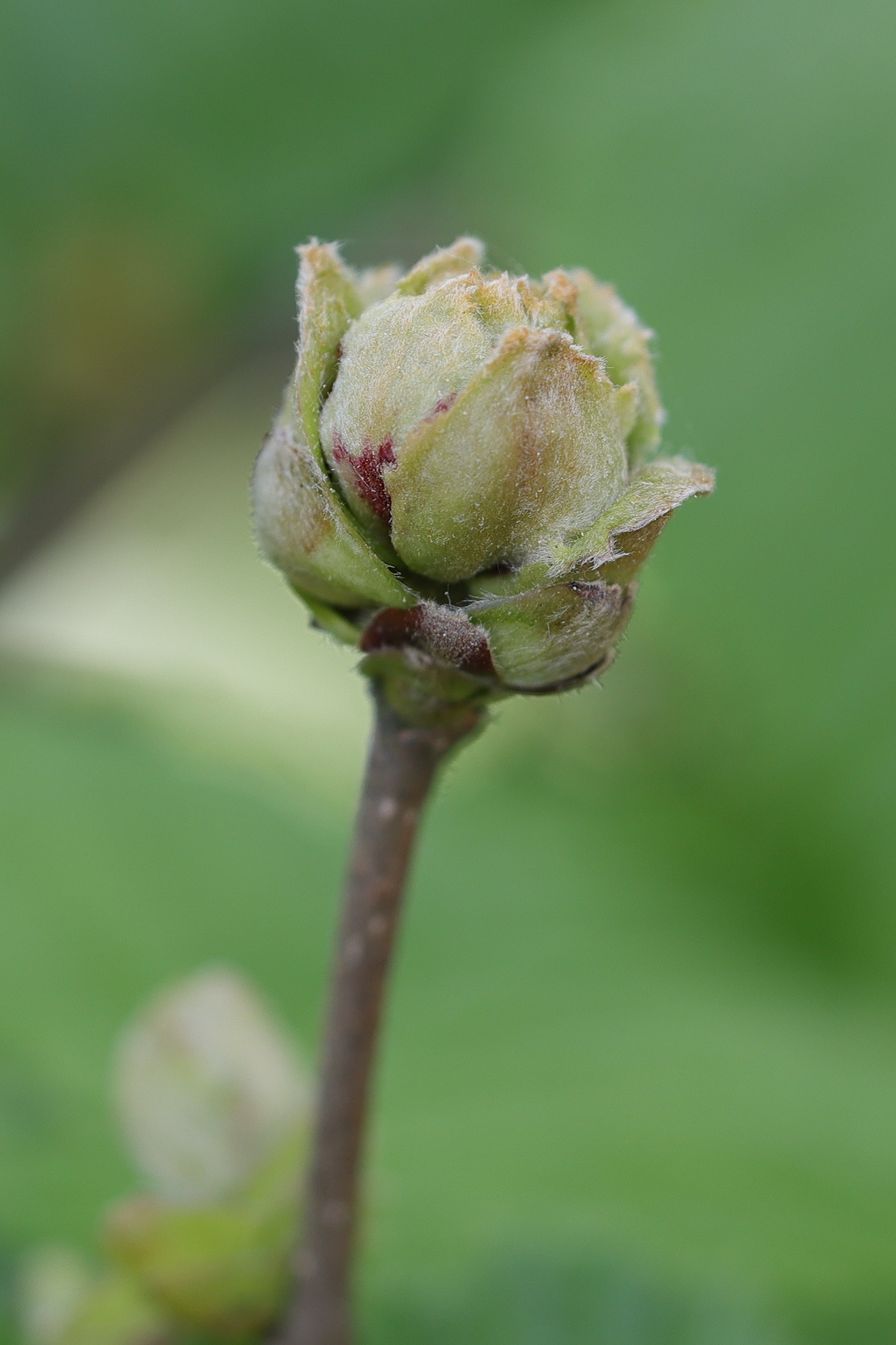 Afficher le média phytoptus_avellanae_galle1md phytoptus_avellanae_galle1md