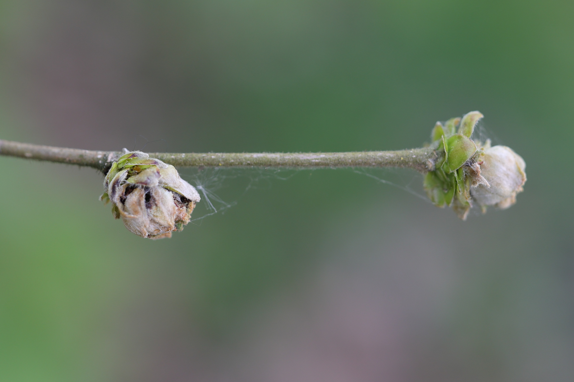 Afficher le média phytoptus_avellanae_galle2md phytoptus_avellanae_galle2md