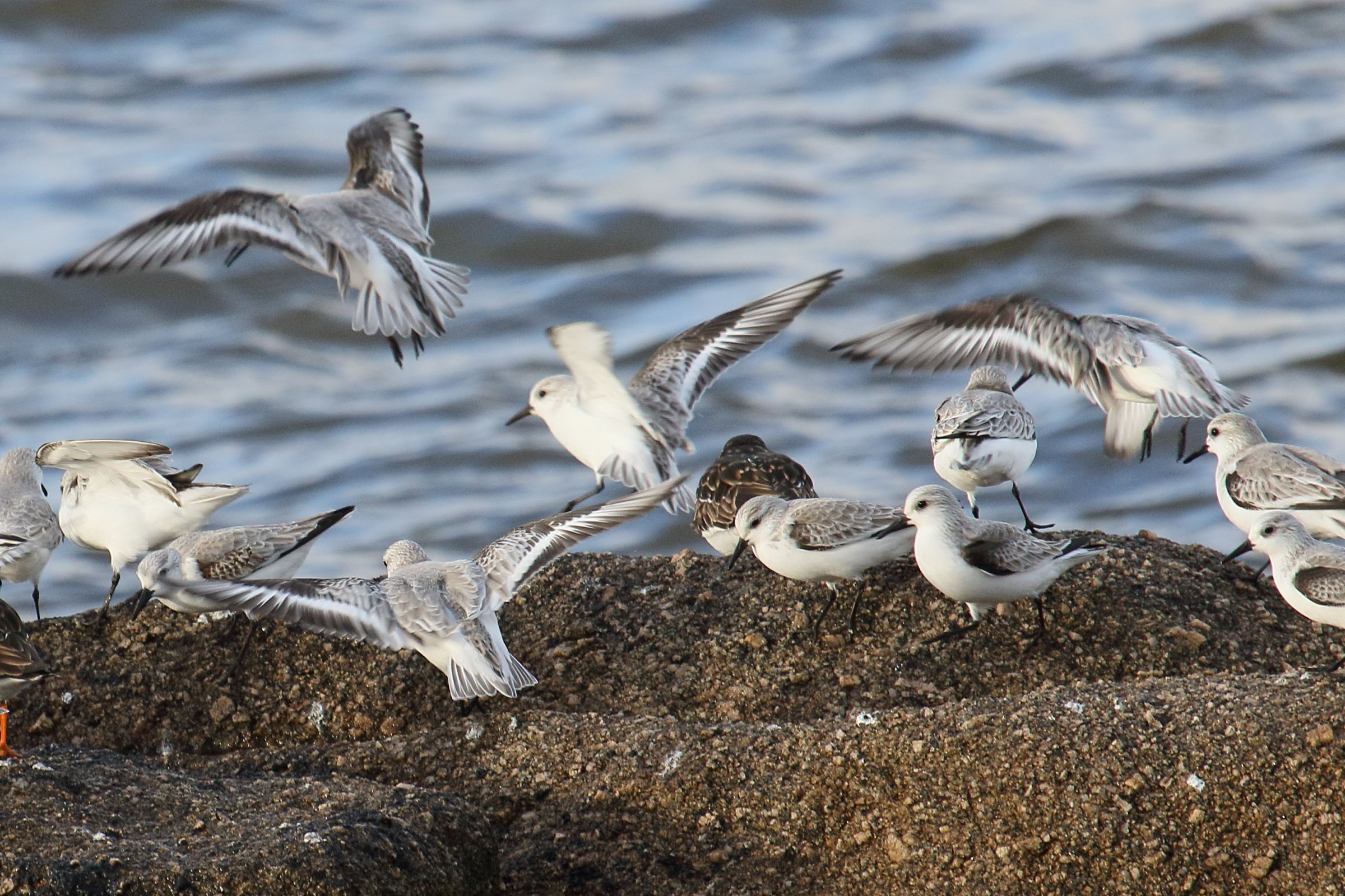 becasseau_sanderling_-_calidris_alba8md