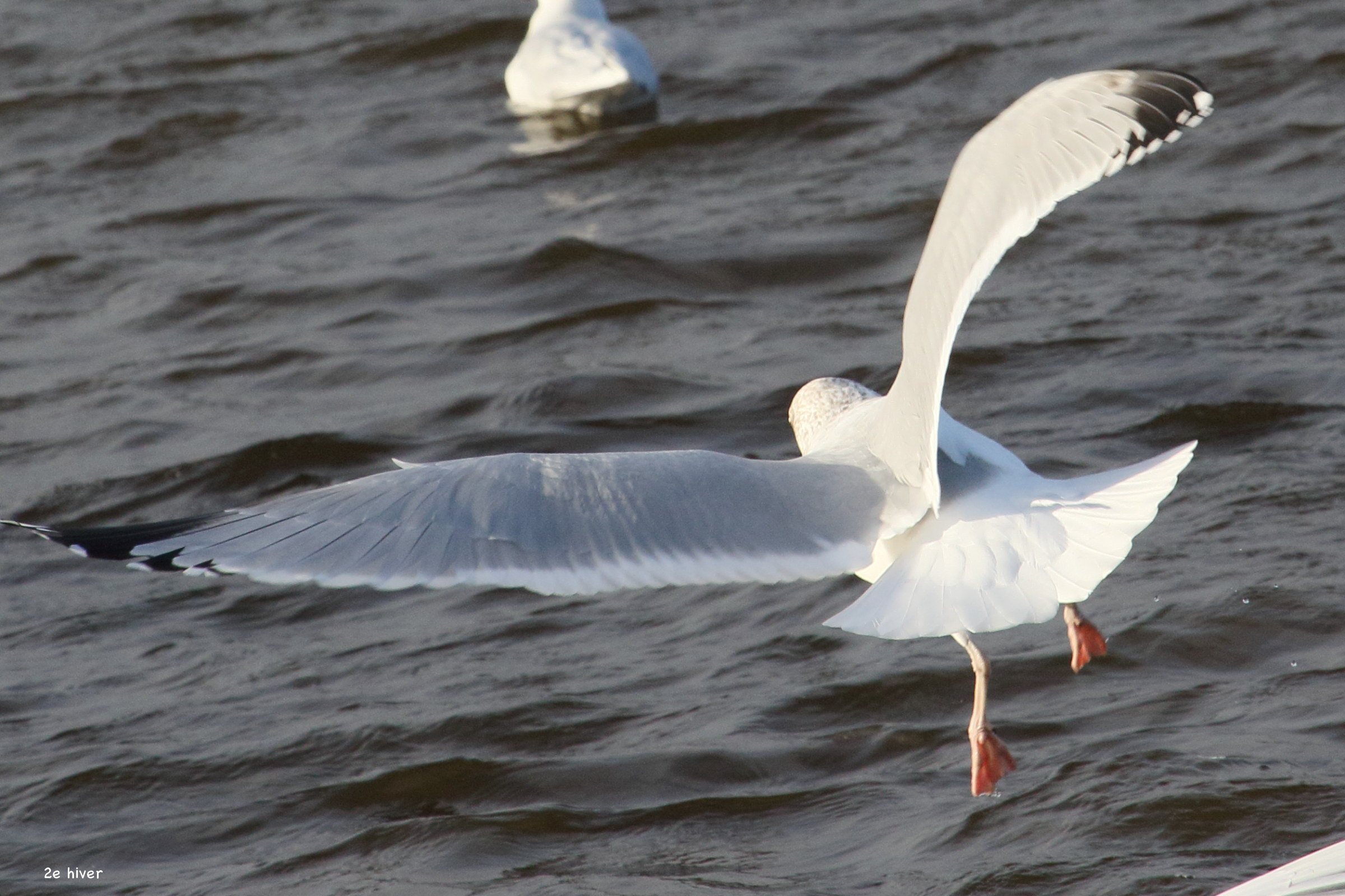Afficher le média mouette_melanocephale_-_ichthyaetus_melanocephalus12md mouette_melanocephale_-_ichthyaetus_melanocephalus12md