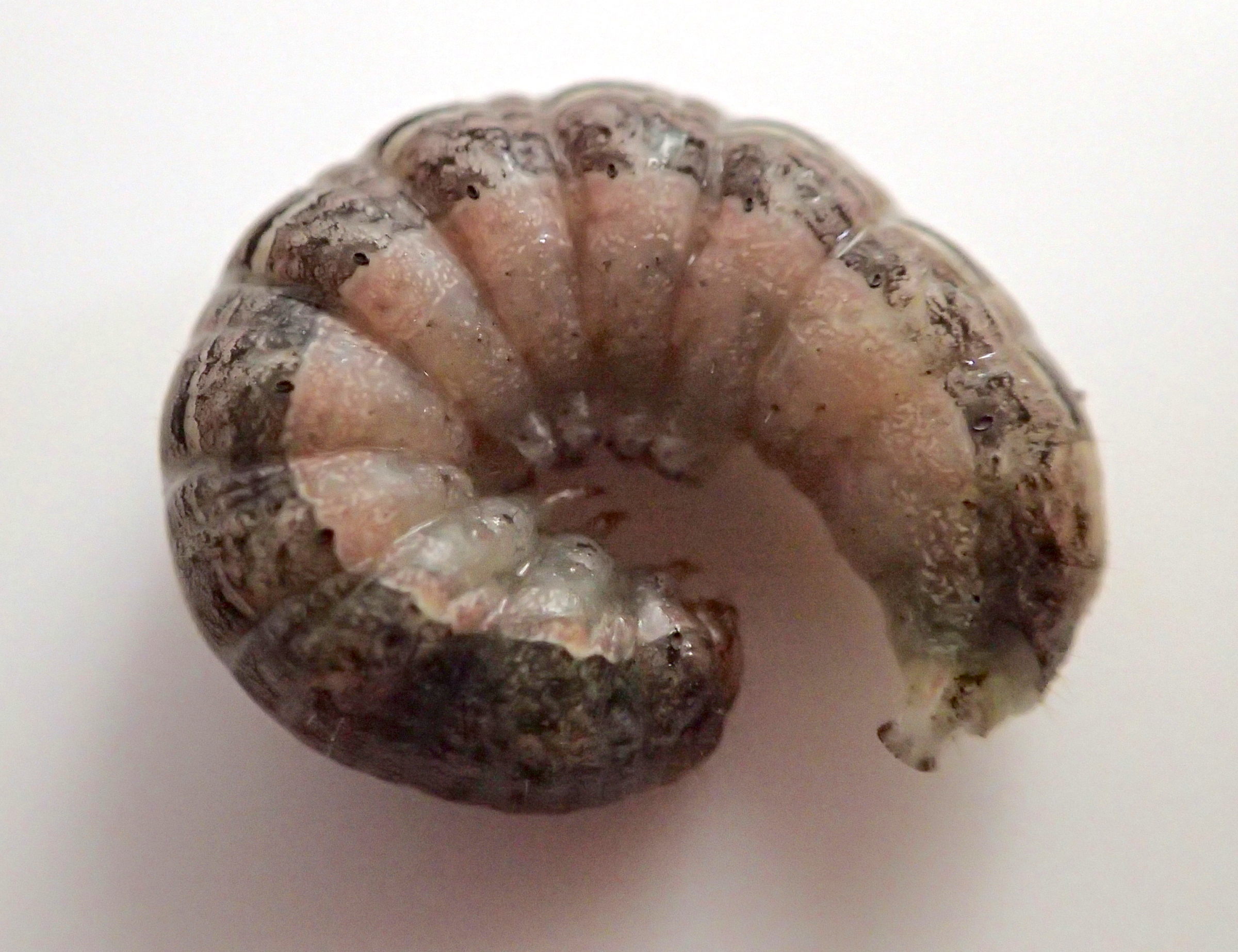 noctua_pronuba_ch2md