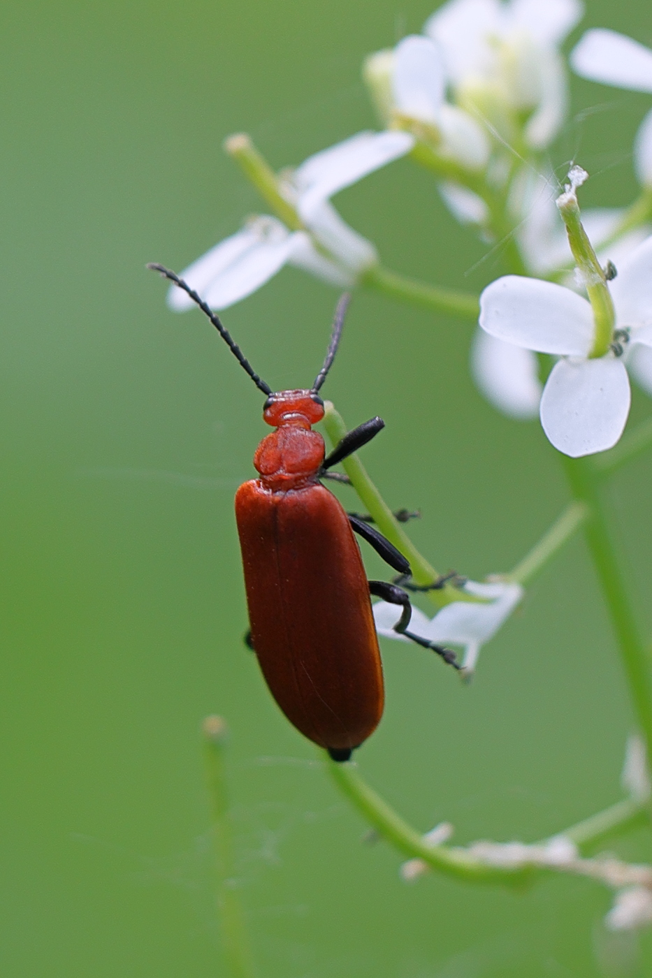 pyrochroa_serraticornis5md