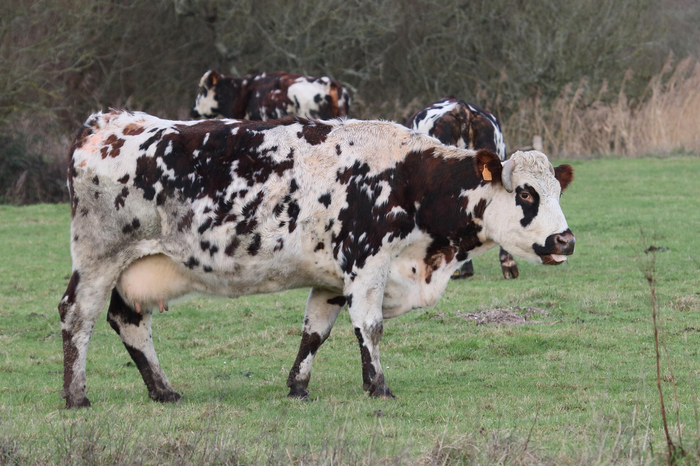 bos_taurus_normande3md