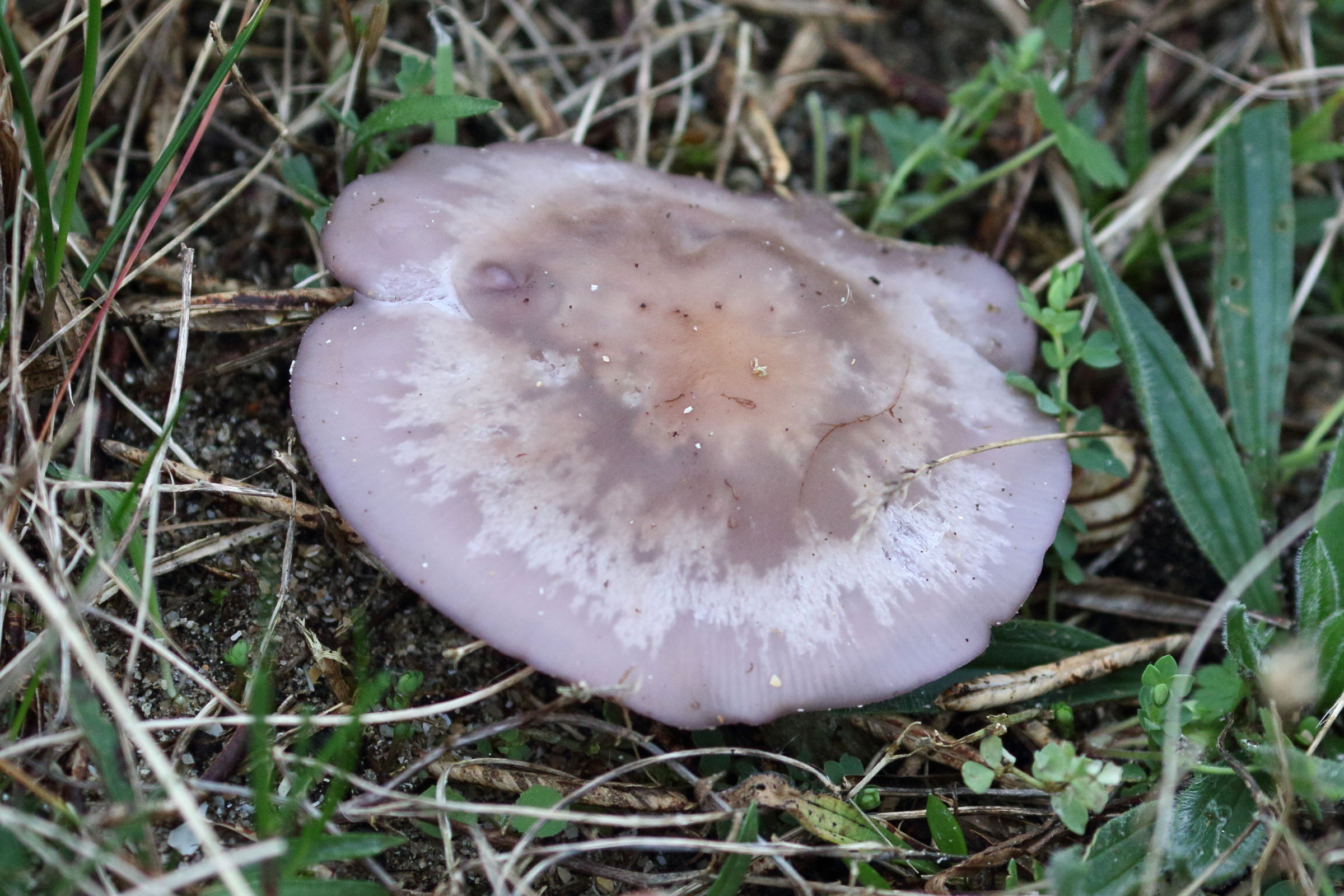 Afficher le média lepista_sordida3bd lepista_sordida3bd