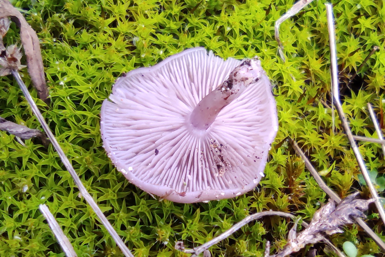 Afficher le média lepista_sordida3md lepista_sordida3md