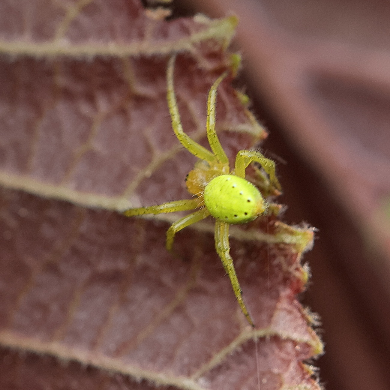 araniella_cucurbitina11md