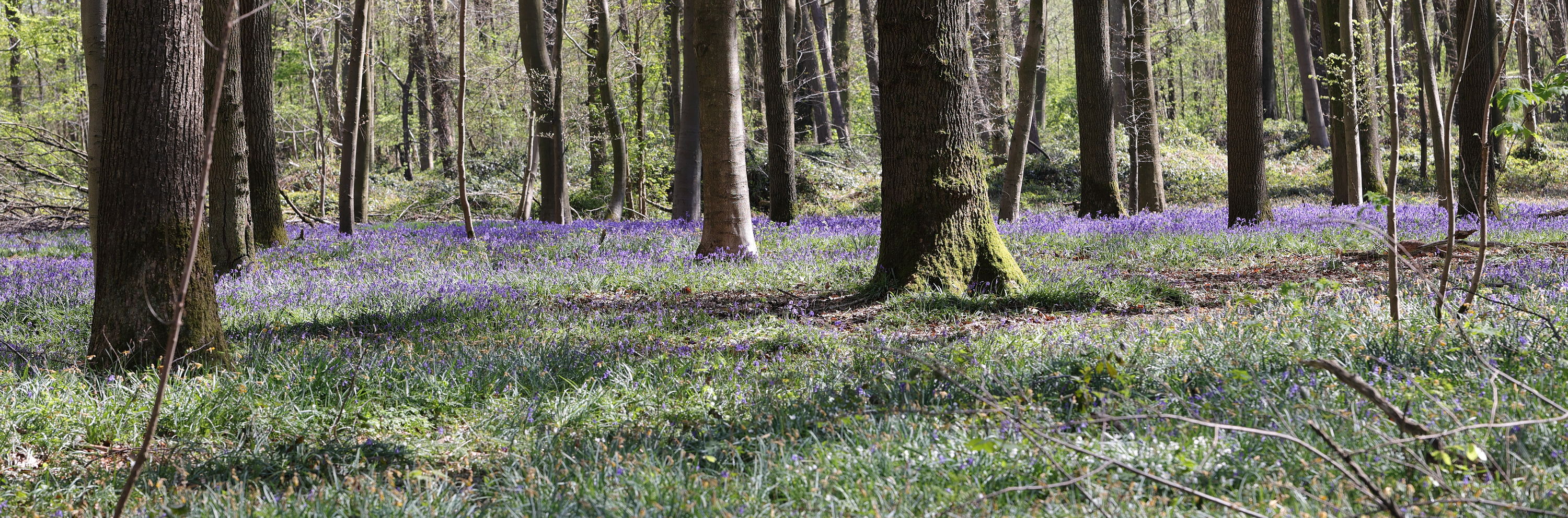 Afficher le média hyacinthoides_non-scripta7md hyacinthoides_non-scripta7md