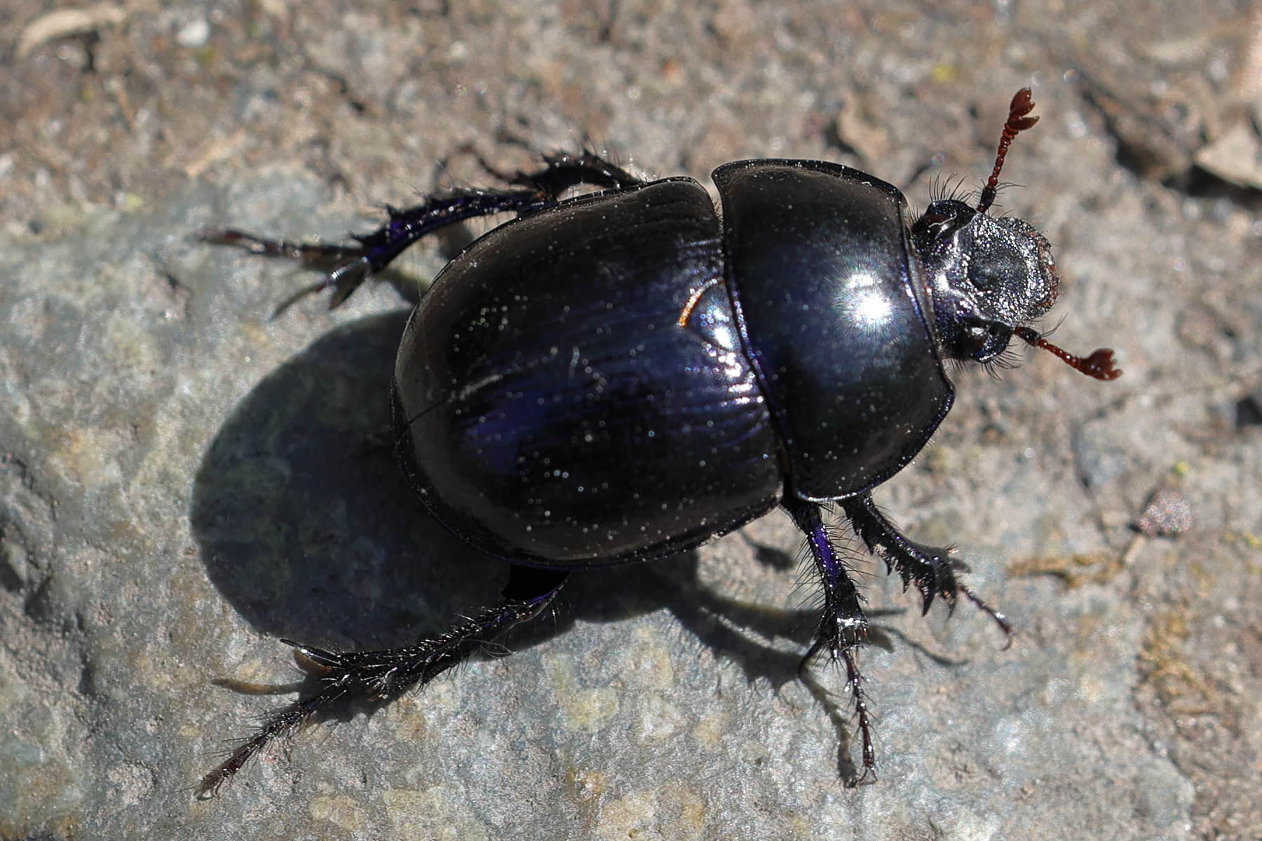 anoplotrupes_stercorosus5md