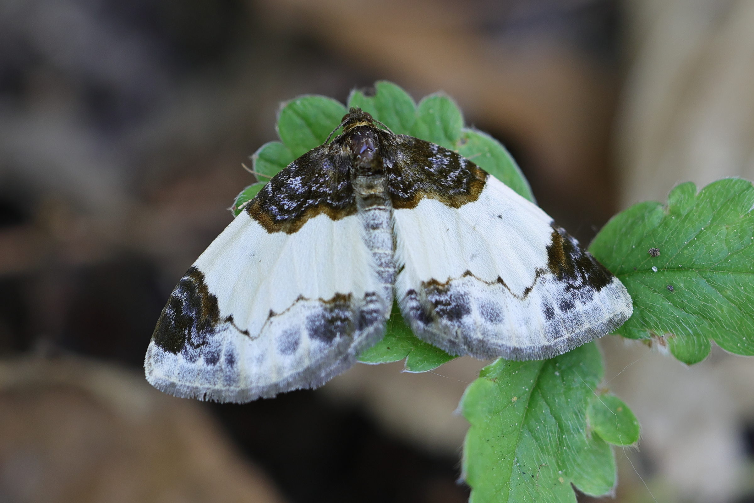 mesoleuca_albicillata1md