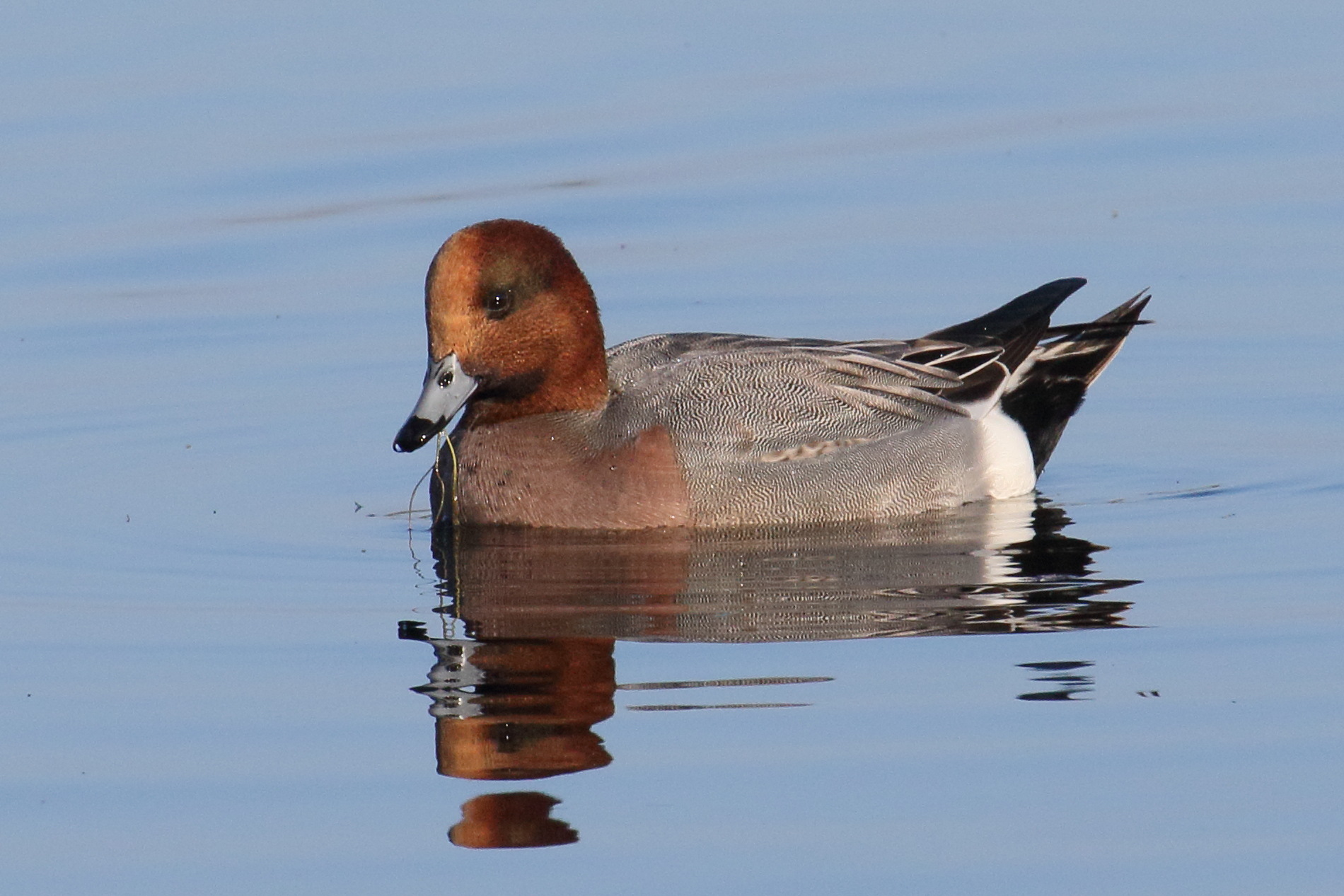 canard_siffleur_-_anas_penelope5md