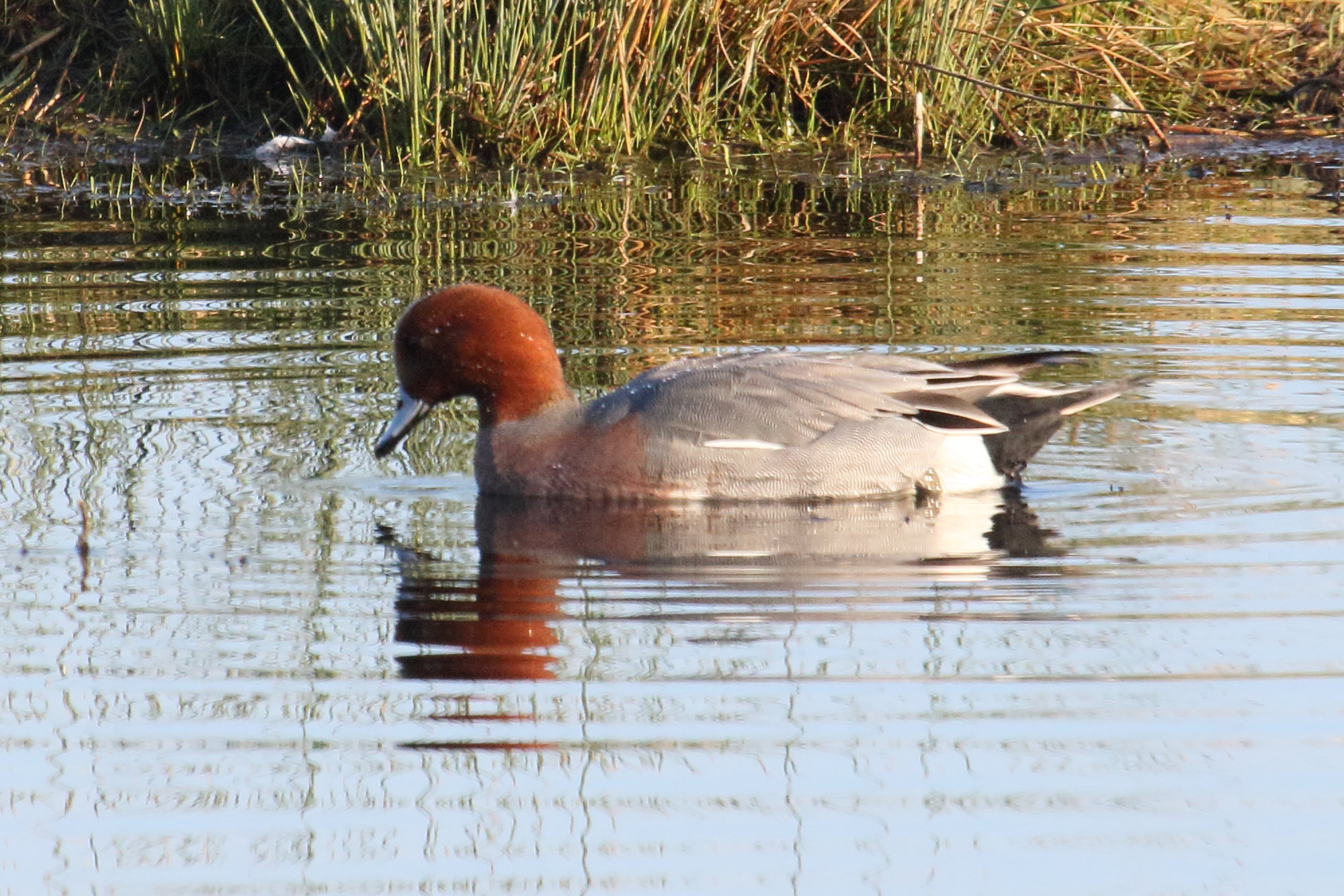 canard_siffleur_-anas_penelope4md