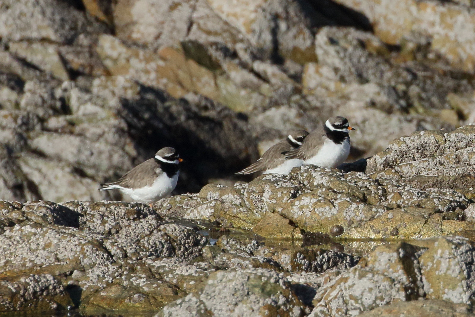 grand_gravelot_-_charadrius_hiaticula1bd