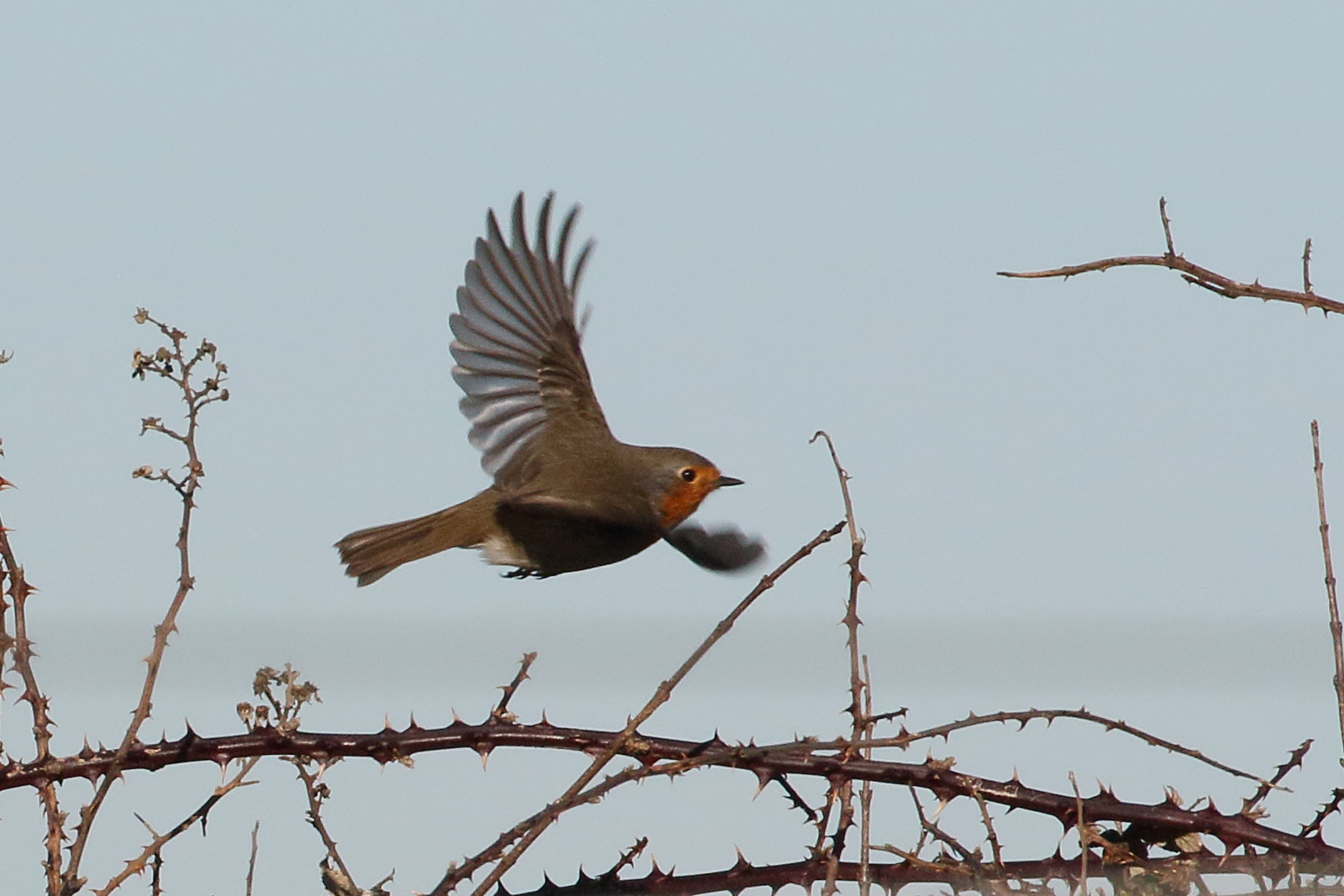 rougegorge_familier_-_erithacus_rubecula10bd