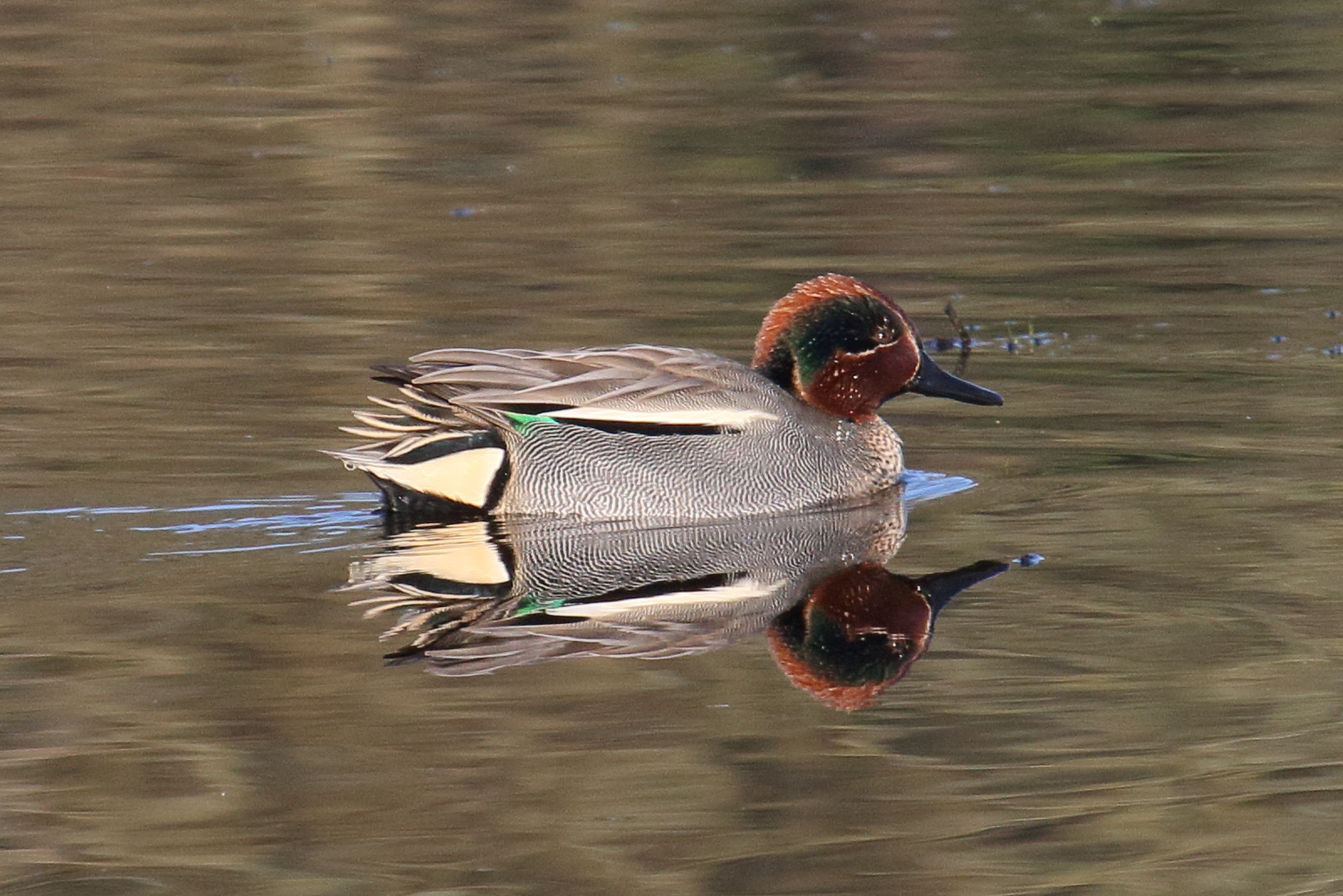 sarcelle_d-hiver_-_anas_crecca9md