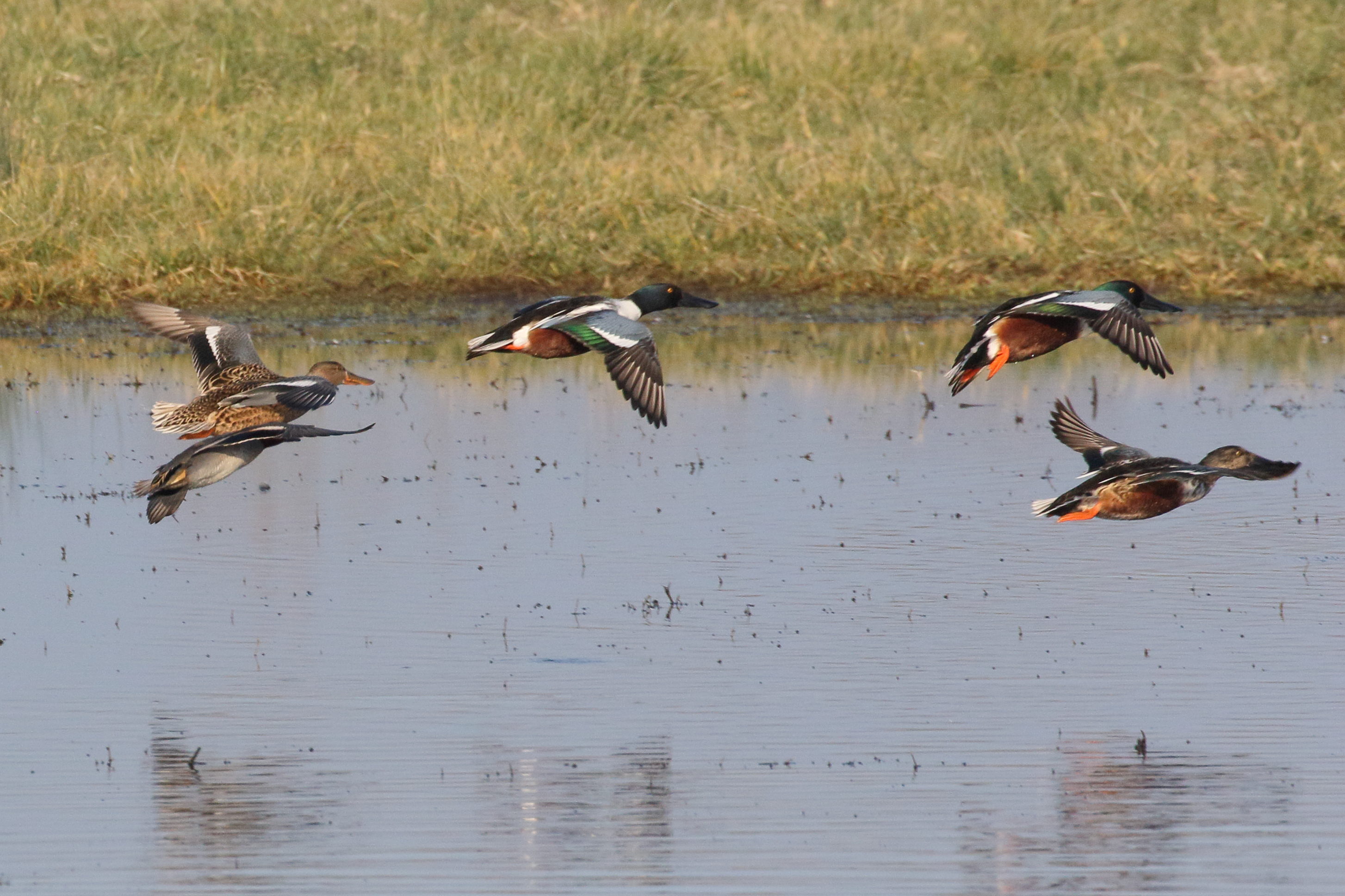 canard_souchet_-_spatula_clypeata8bd