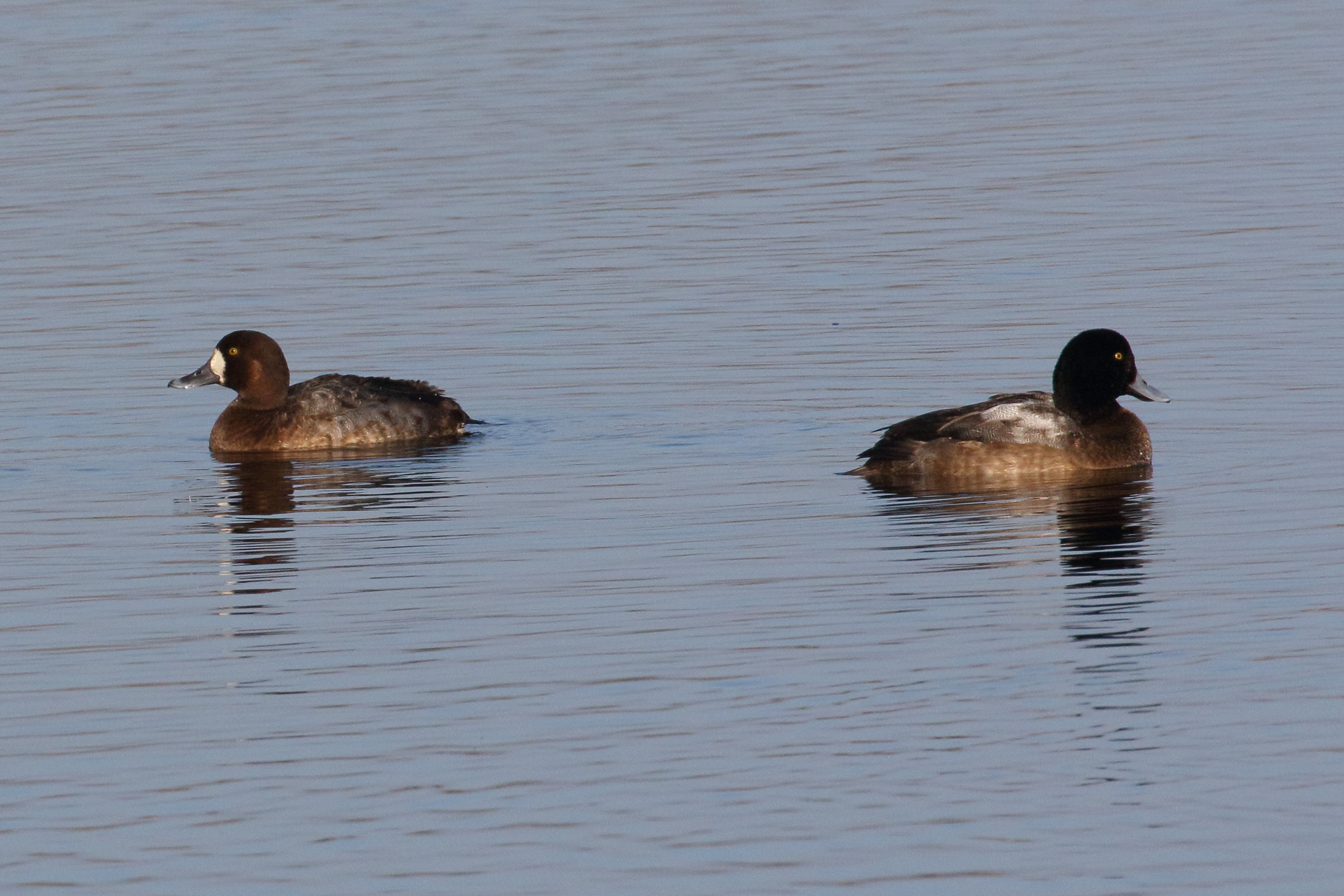 fuligule_milouinan_-_aythya_marila5bd