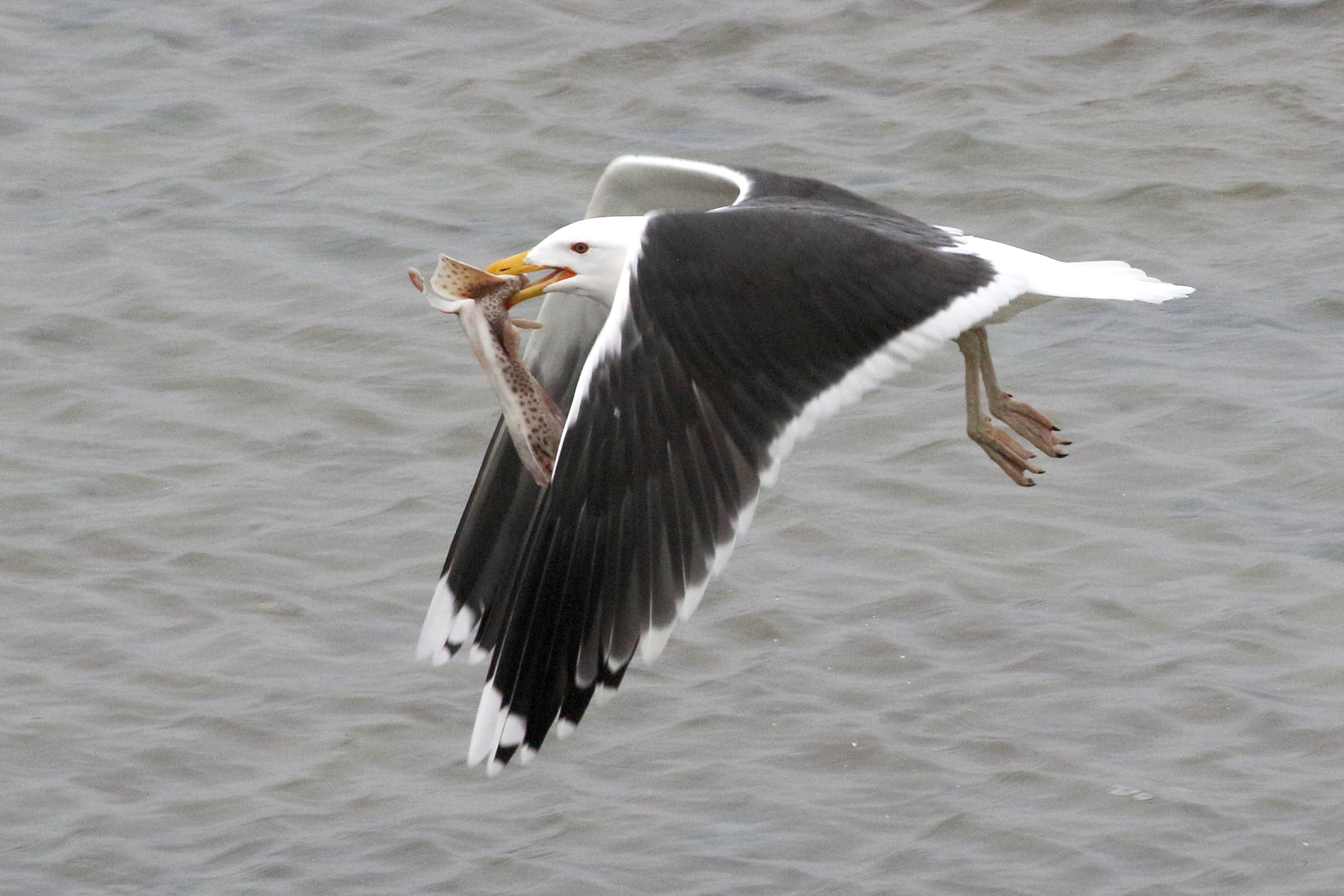 goeland_marin_-_larus_marinus11bd