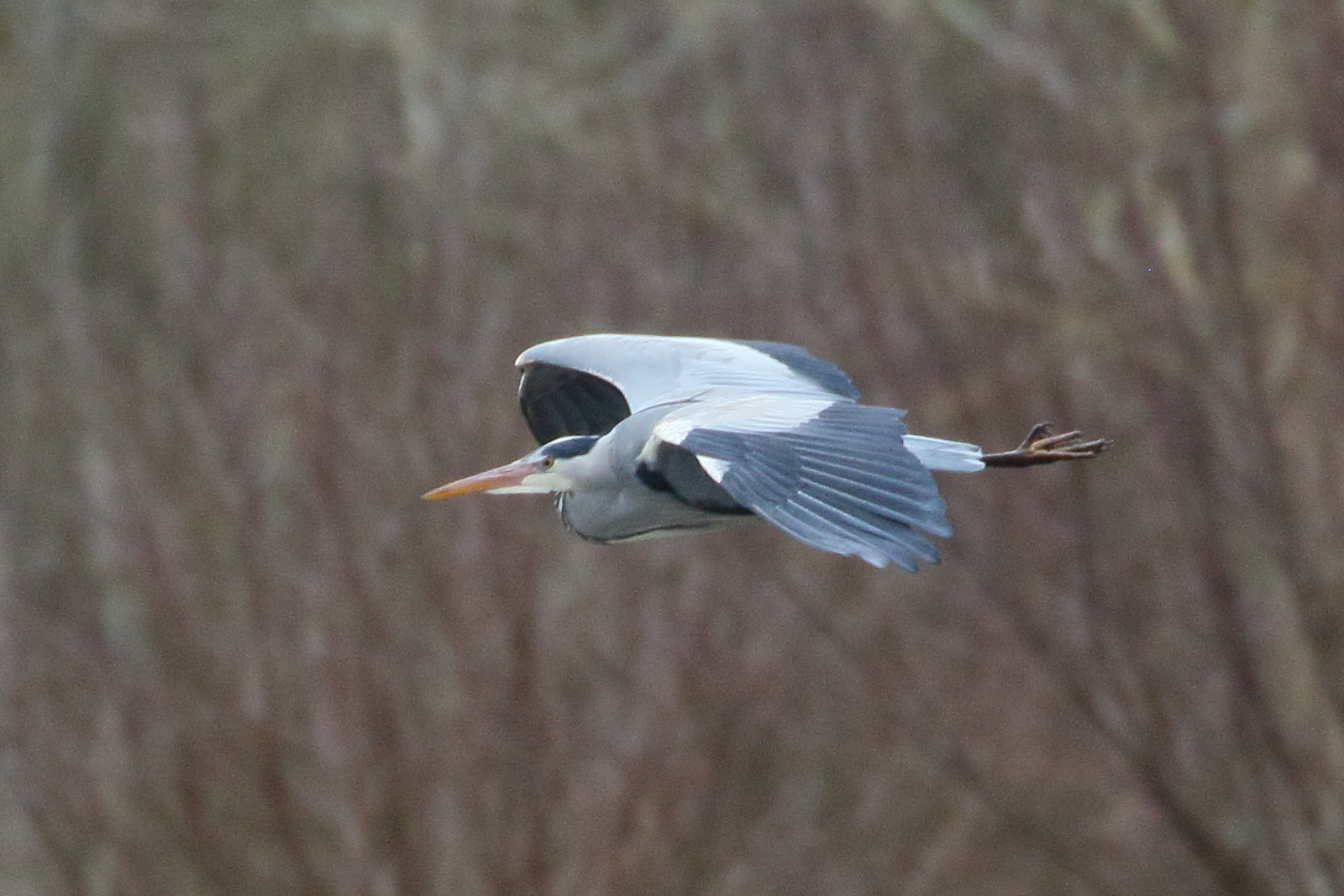 heron_cendre_-_ardea_cinerea14bd